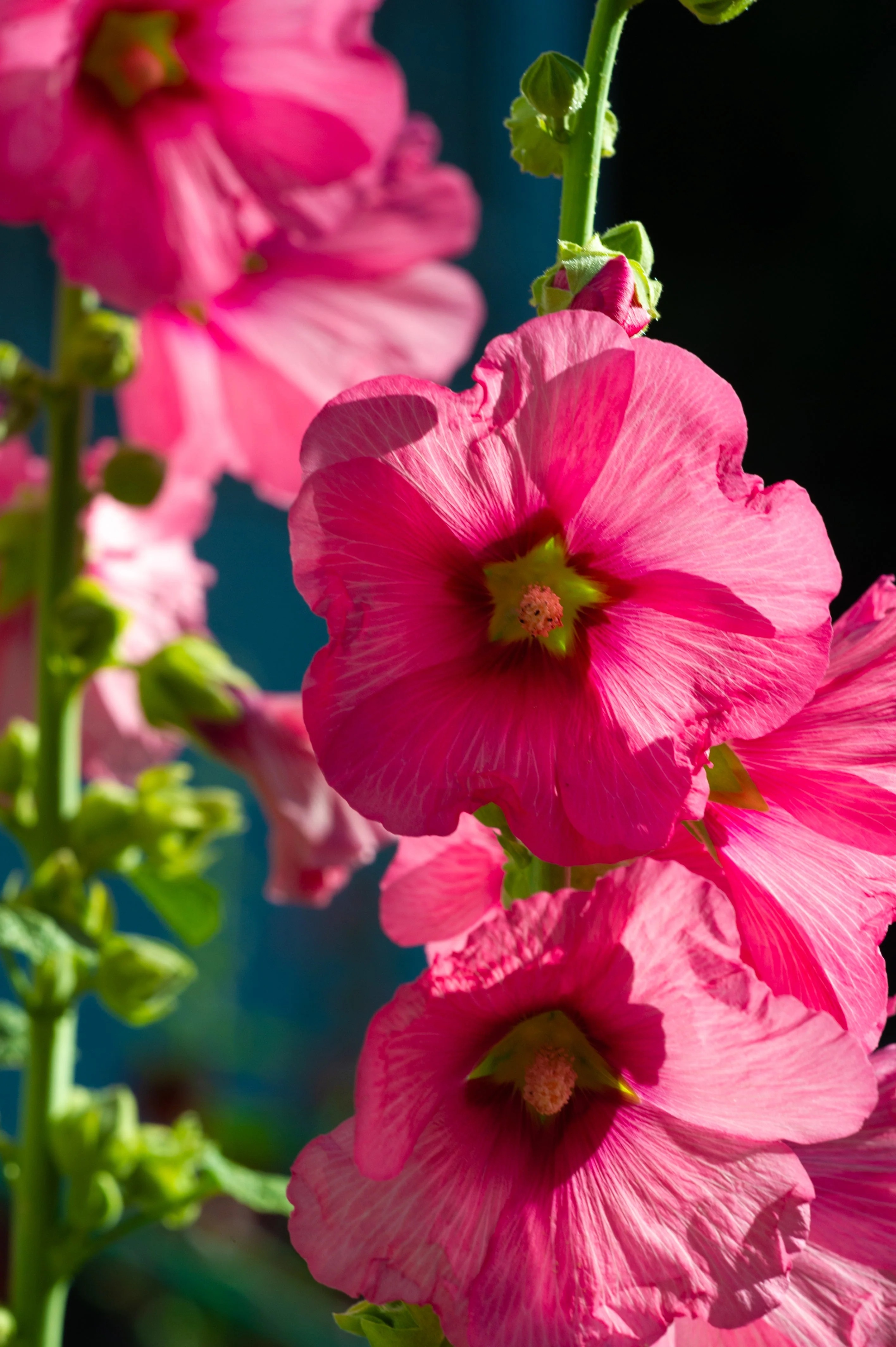 50 PINK CHECKERMALLOW Sidalcea Hendersonii Henderson's Checkerbloom Flower Seeds - Image 2