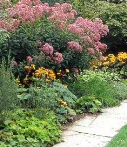50 Pink JOE PYE WEED Eupatorium Maculatum Flower Seeds - Image 2