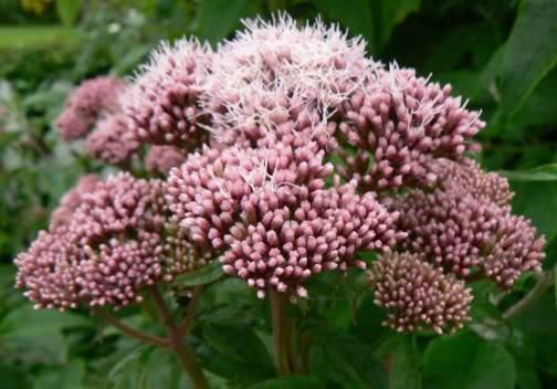 50 Pink JOE PYE WEED Eupatorium Maculatum Flower Seeds - Image 3