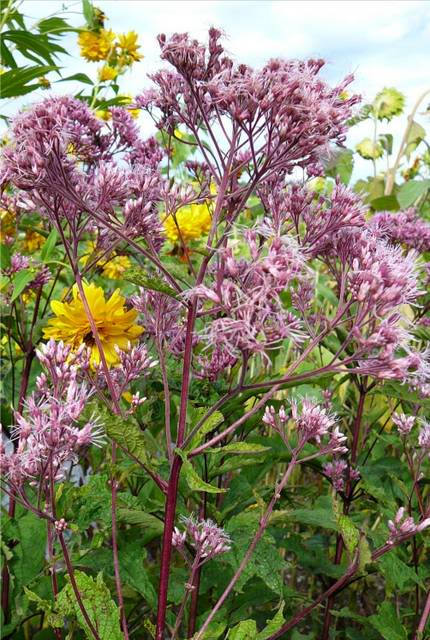 50 Pink JOE PYE WEED Eupatorium Maculatum Flower Seeds - Image 5