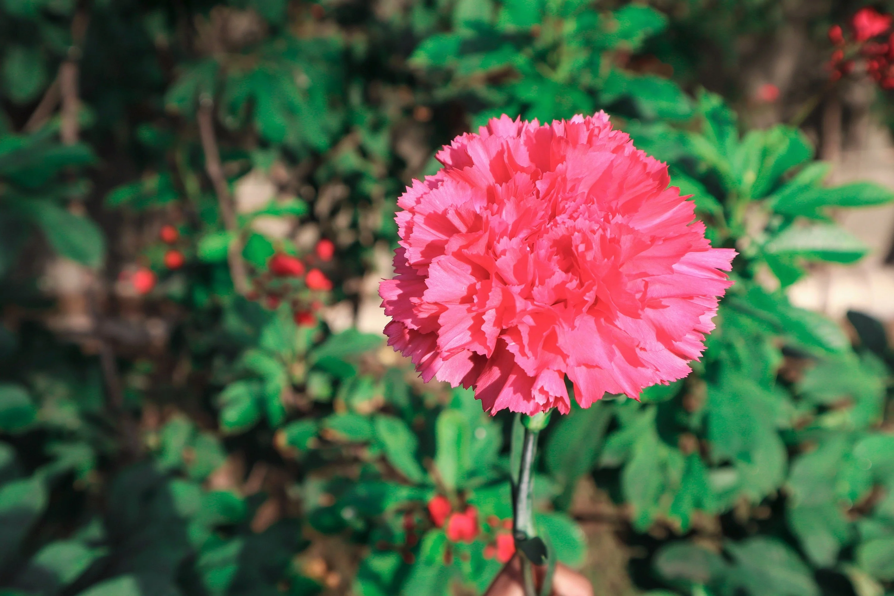50 PINK ROSE CARNATION Dianthus Caryophyllus Grenadin Double Flower Seeds - Image 4