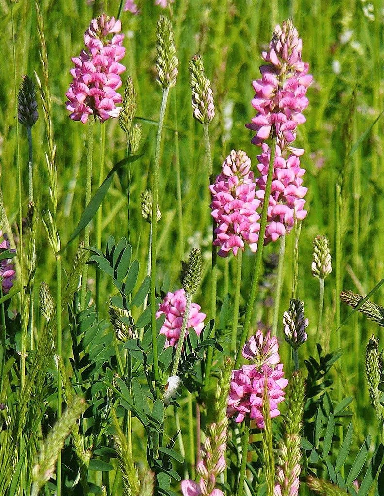 50 PINK SAINFOIN Common Onobrychis Viciifolia Holy Clover Legume Ground Cover Forage Flower Seeds - Image 3