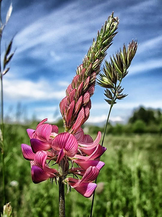 50 PINK SAINFOIN Common Onobrychis Viciifolia Holy Clover Legume Ground Cover Forage Flower Seeds - Image 6