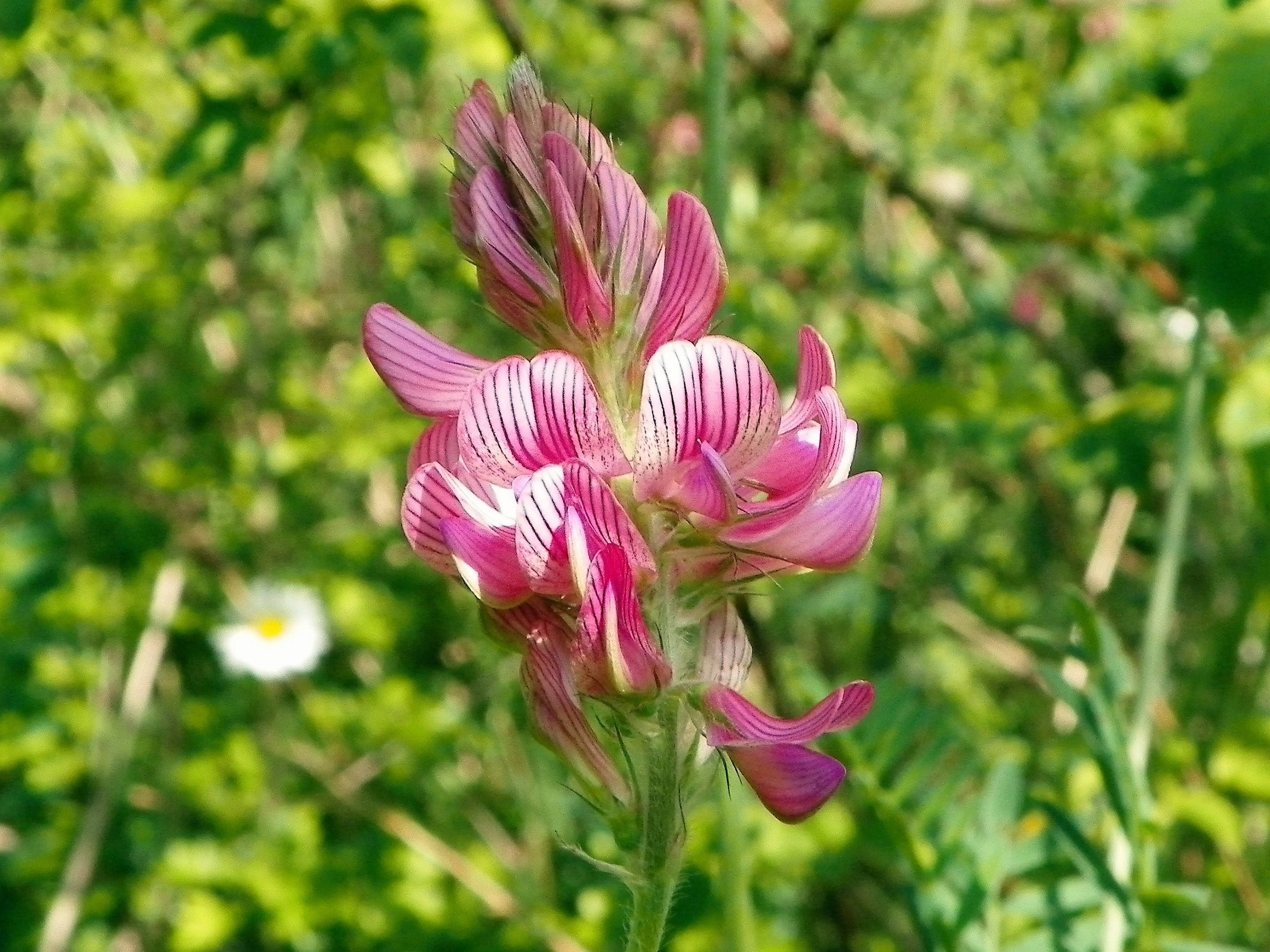 50 PINK SAINFOIN Common Onobrychis Viciifolia Holy Clover Legume Ground Cover Forage Flower Seeds - Image 7