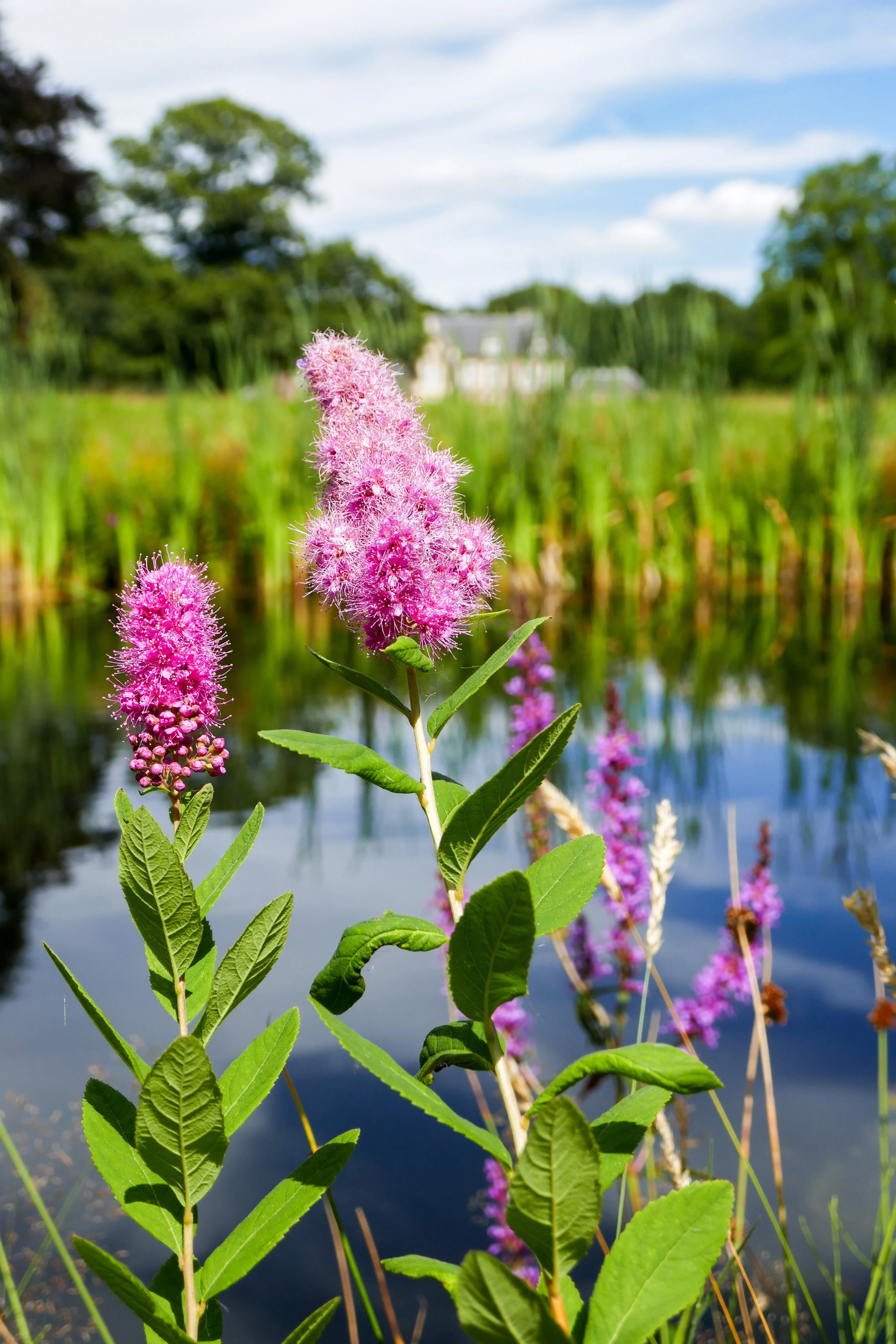 50 Pink STEEPLEBUSH Hardhack Meadow Sweet Spirea Spiraea Tomentosa Shrub Flower Seeds - Image 2