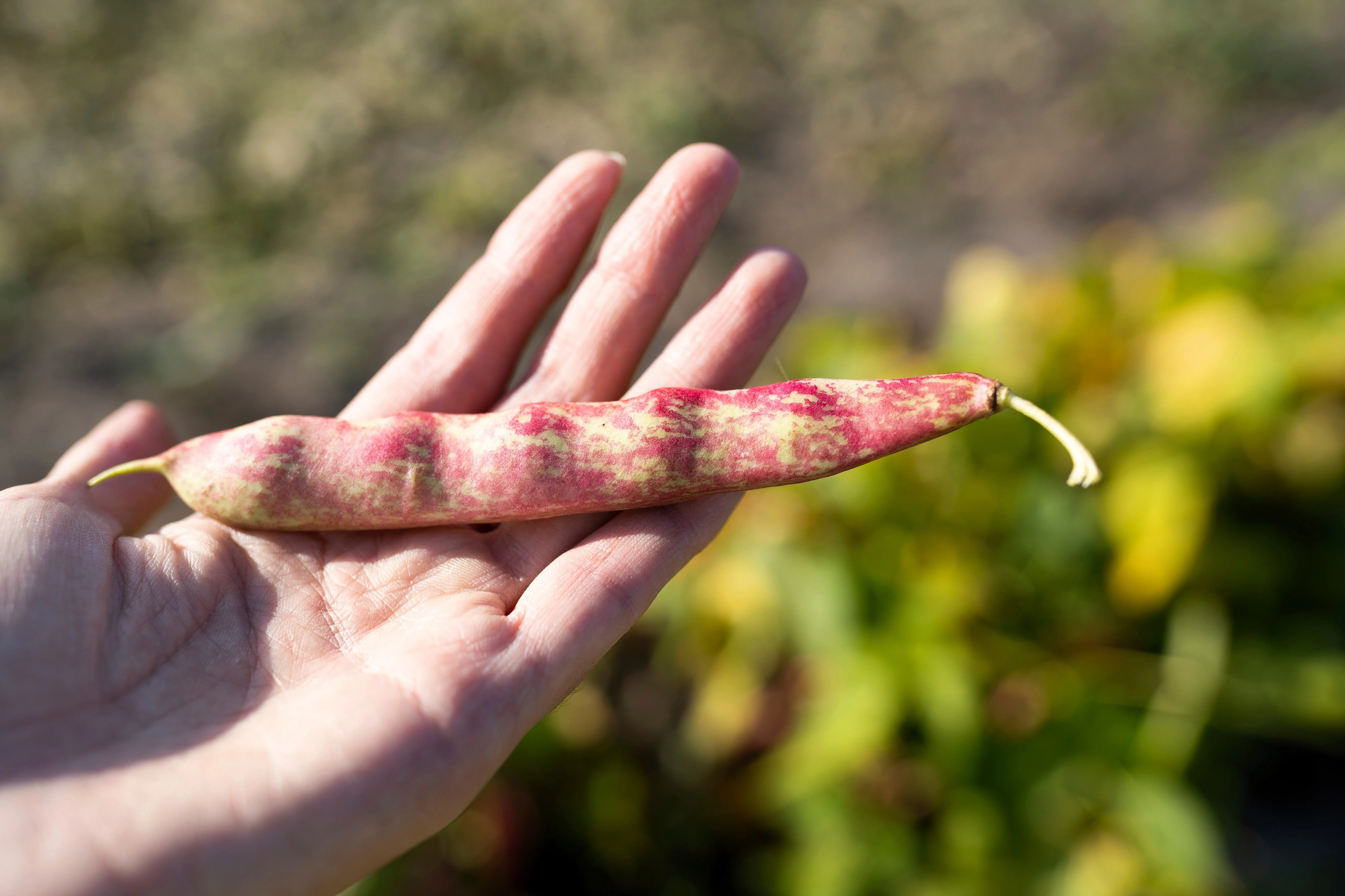 50 PINTO BEAN Phaseolus Vulgaris Vegetable Seeds - Image 4