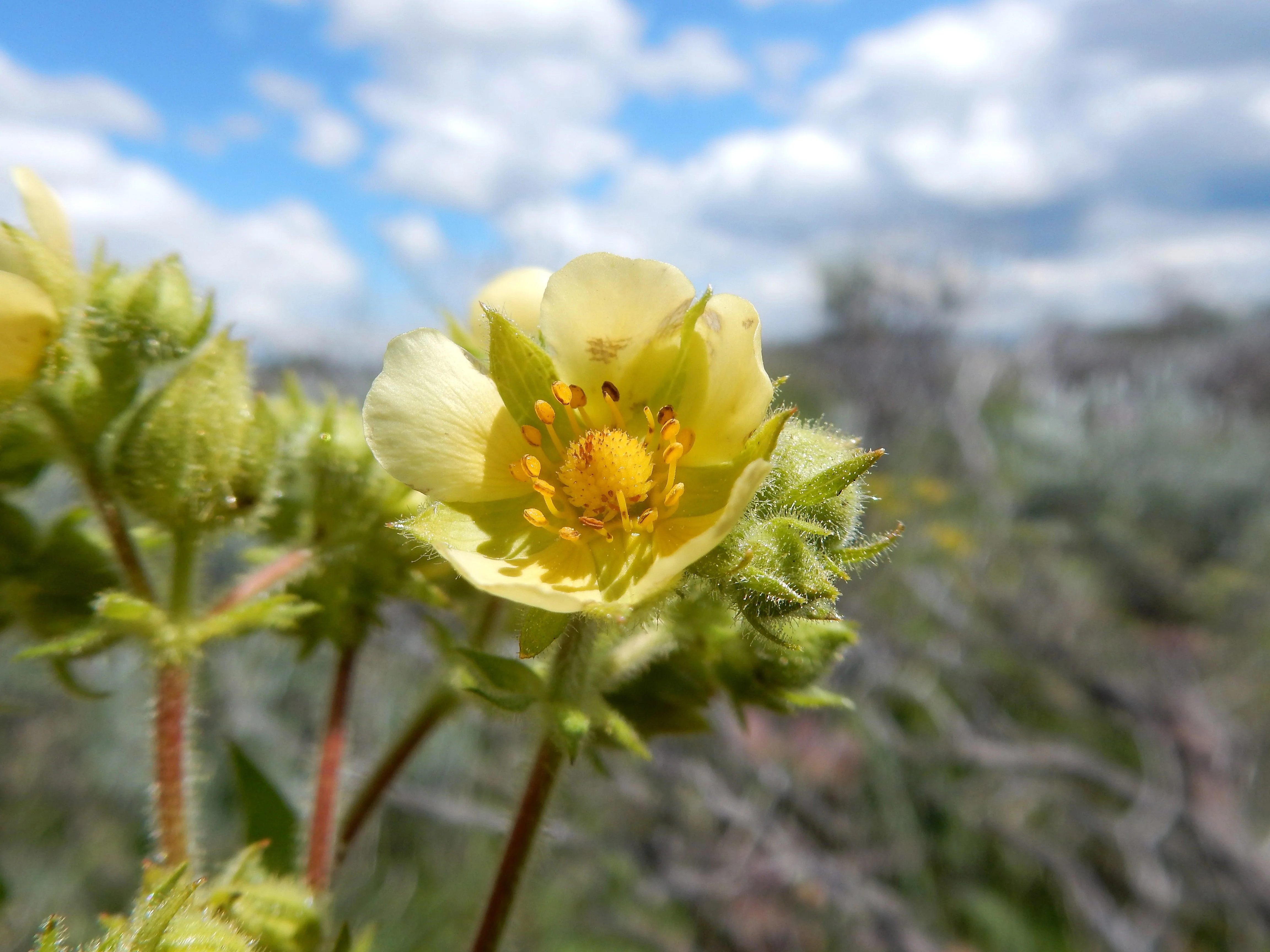 50 PRAIRIE CINQUEFOIL Tall Potentilla Drymocallis Arguta White Pale Yellow Native Flower Seeds - Image 2