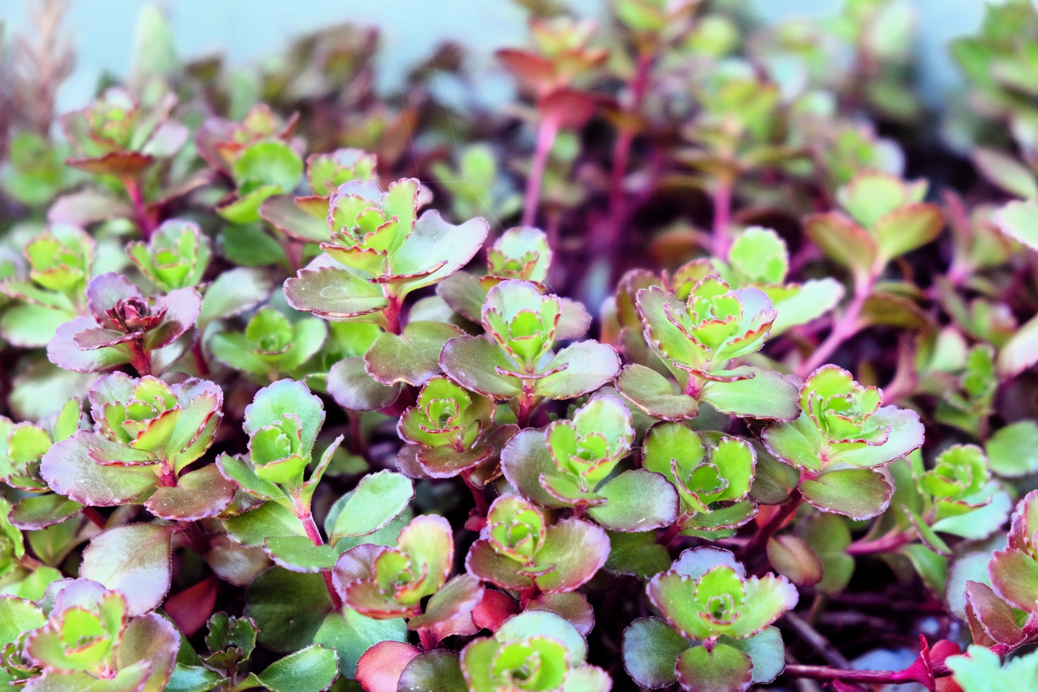50 PURPLE CARPET SEDUM Spurium Coccineum Groundcover Flower Seeds - Image 4