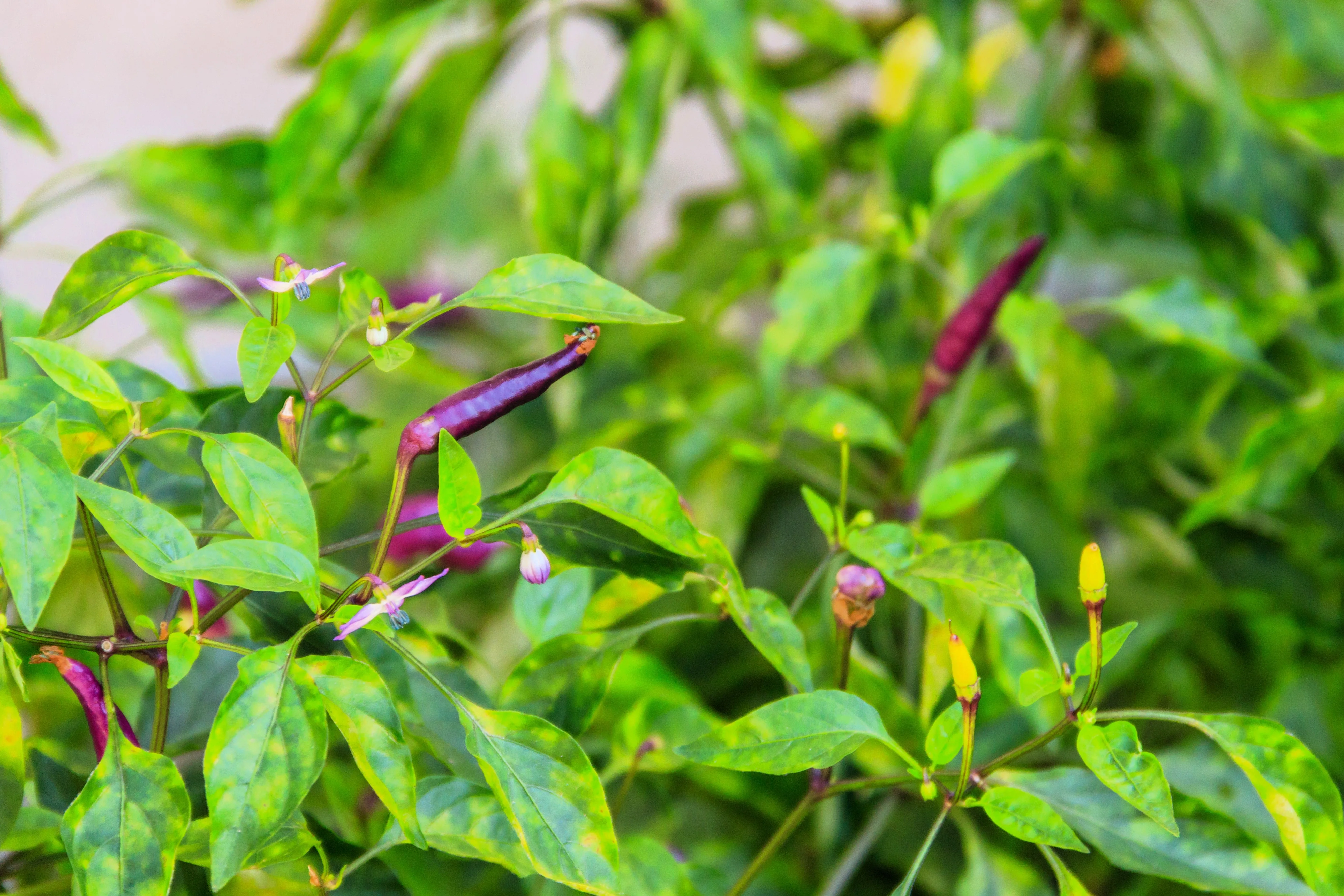 50 PURPLE CAYENNE PEPPER Hot Capsicum Annuum Vegetable Seeds - Image 5