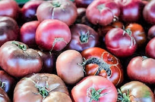 50 PURPLE CHERRY TOMATO Lycopersicon Indeterminate Fruit Vegetable Seeds - Image 3