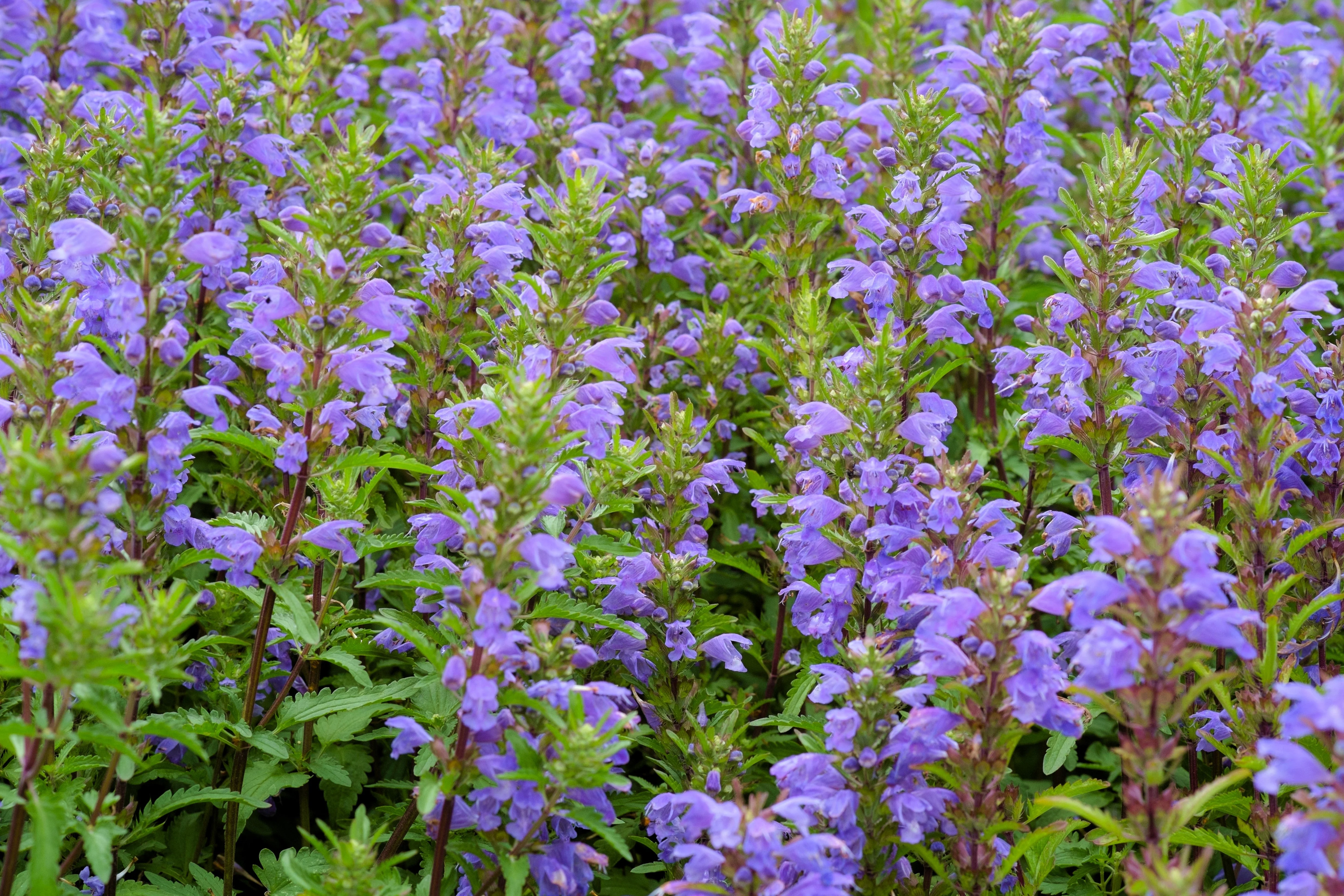 50 Purple False Dragon DRAGONS HEAD Obedient Plant Dracocephalum Flower Seeds - Image 10