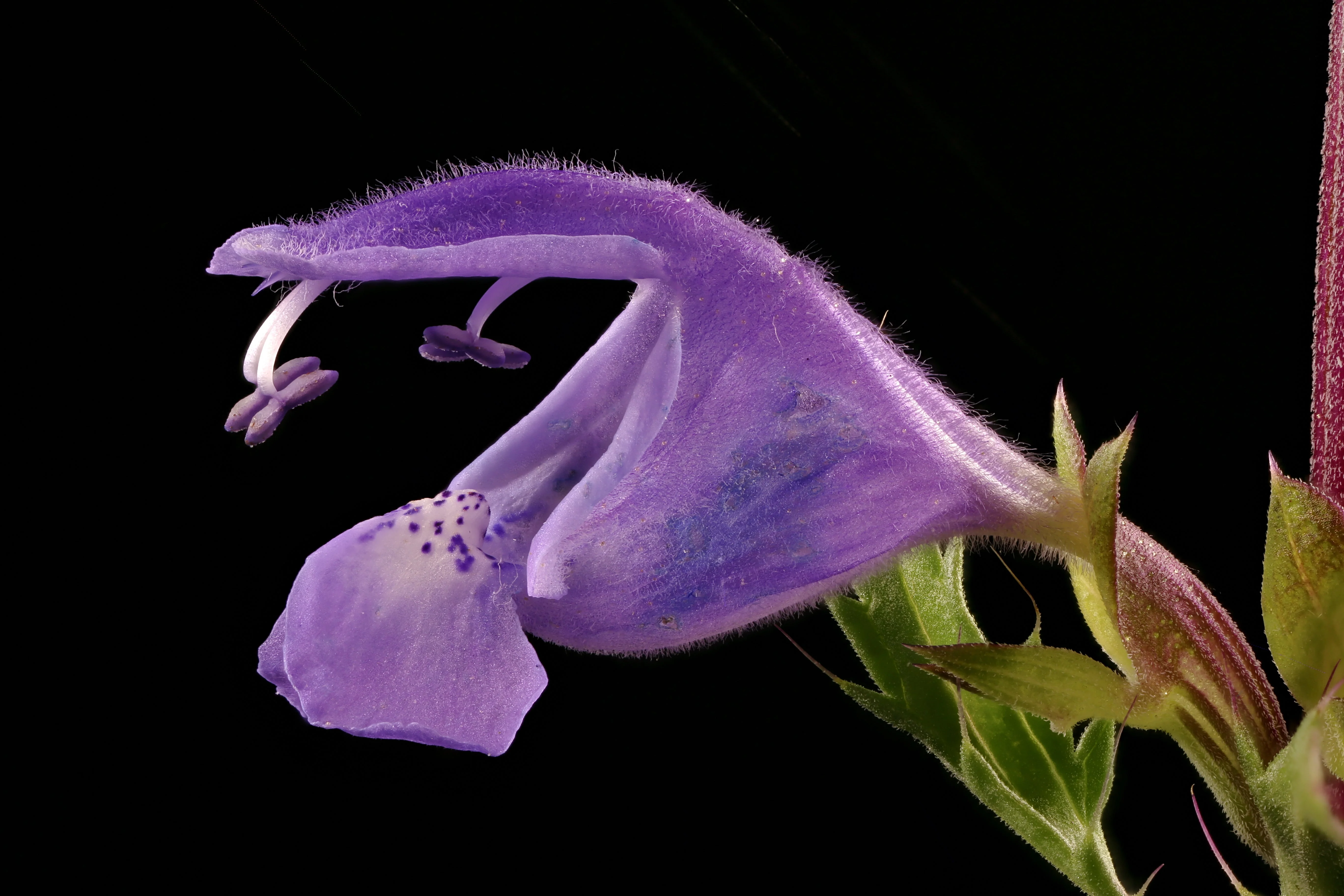 50 Purple False Dragon DRAGONS HEAD Obedient Plant Dracocephalum Flower Seeds - Image 2