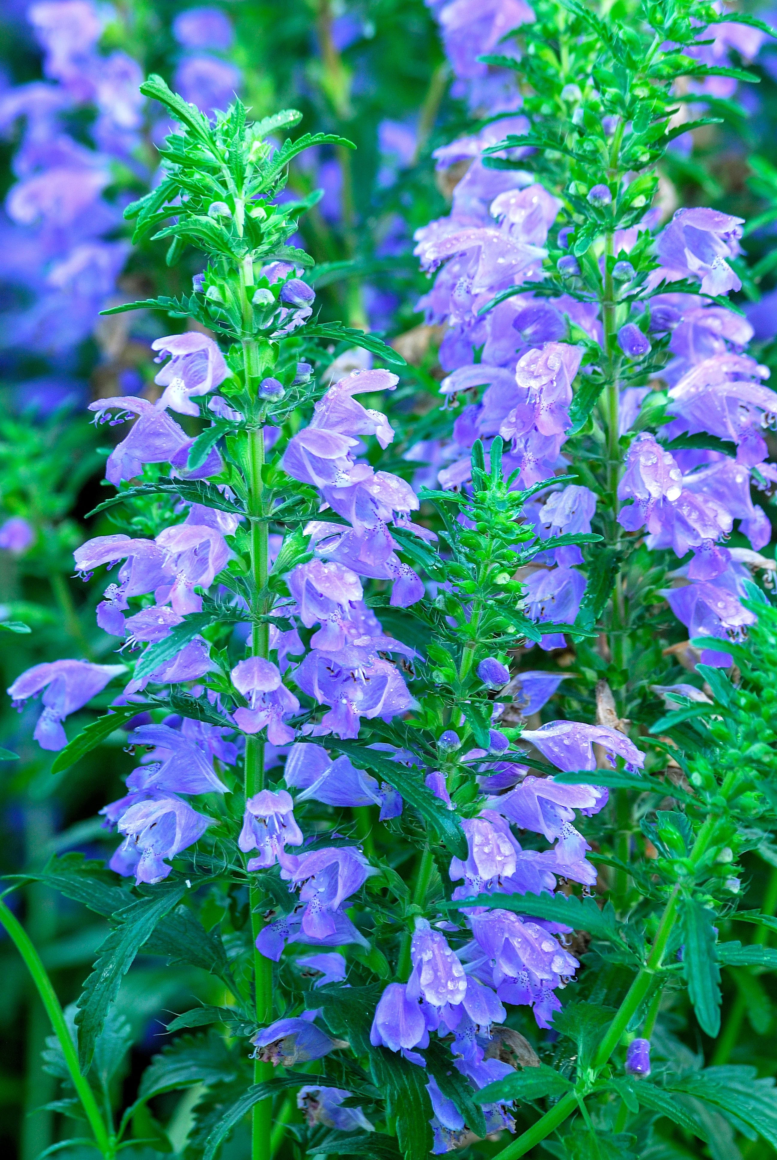 50 Purple False Dragon DRAGONS HEAD Obedient Plant Dracocephalum Flower Seeds - Image 5