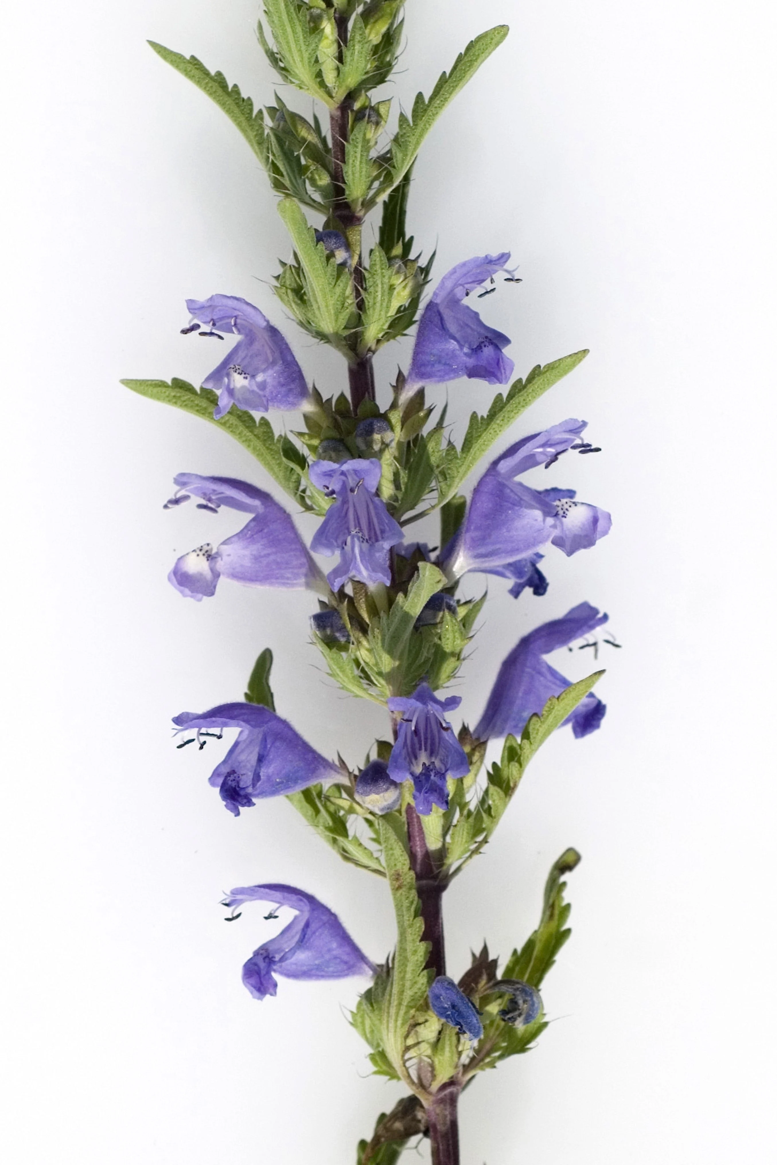 50 Purple False Dragon DRAGONS HEAD Obedient Plant Dracocephalum Flower Seeds - Image 6