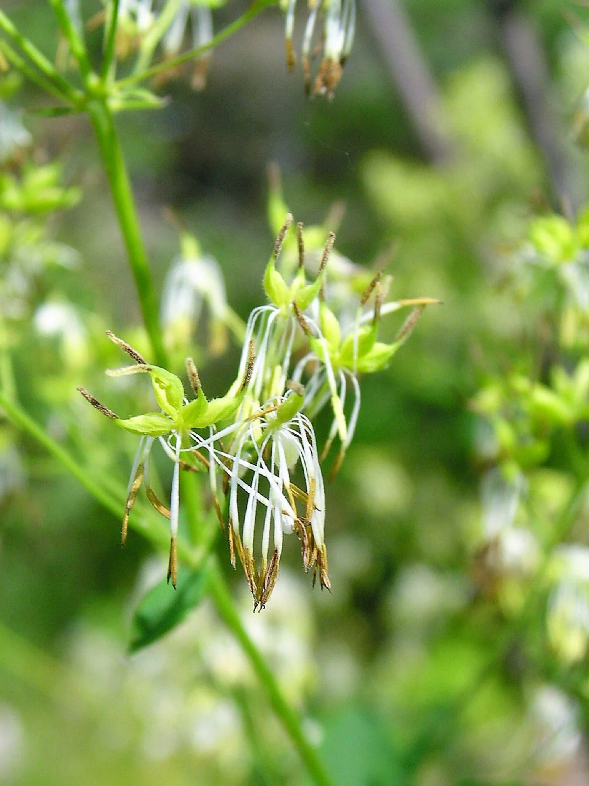 50 PURPLE MEADOW RUE Thalictrum Dasycarpum White & Yellow Flower Herb Seeds - Image 4
