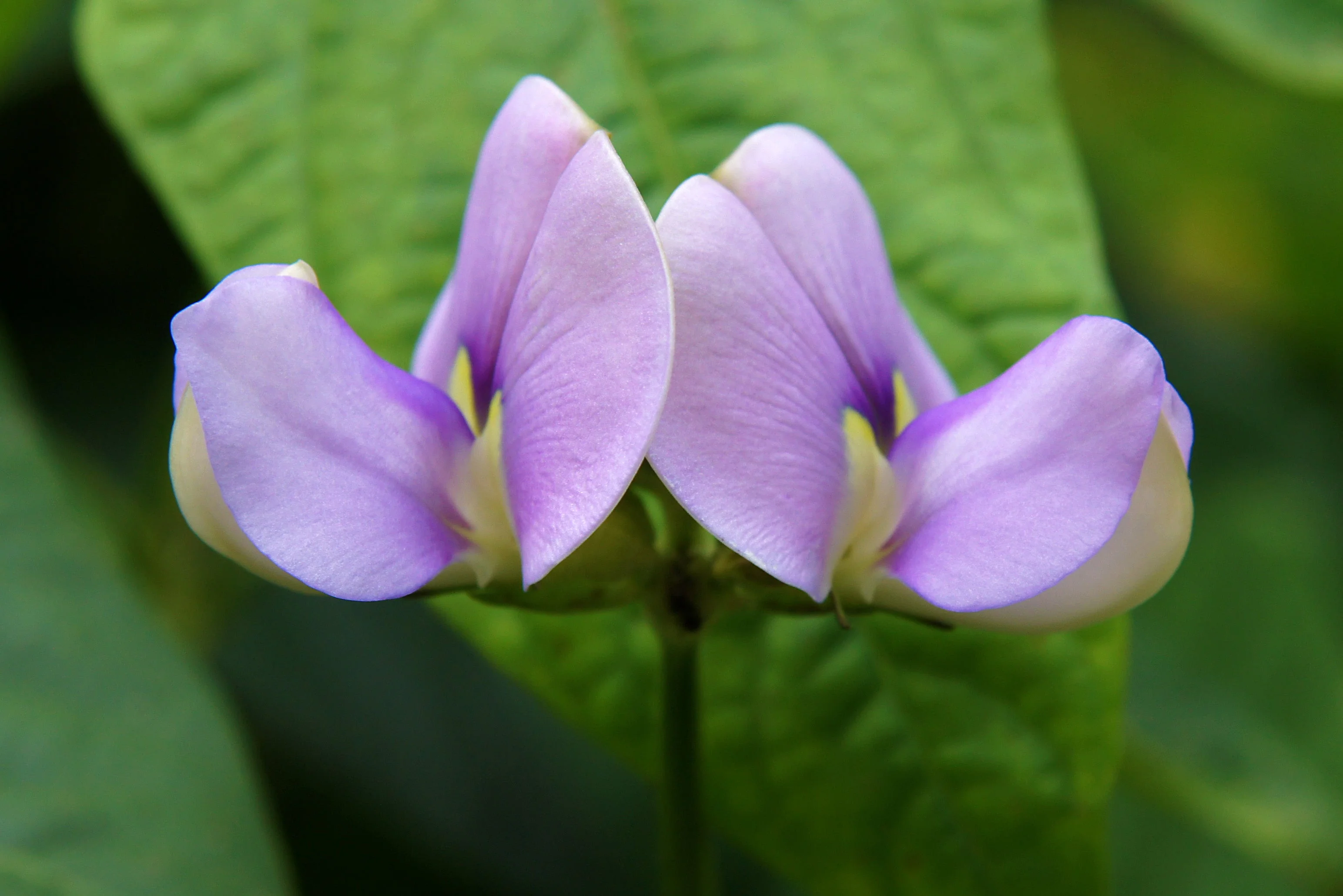 50 PURPLE PINKEYE COWPEA Southern Cow Pea Crowder Vigna Unguiculata Vegetable Legume Seeds - Image 3
