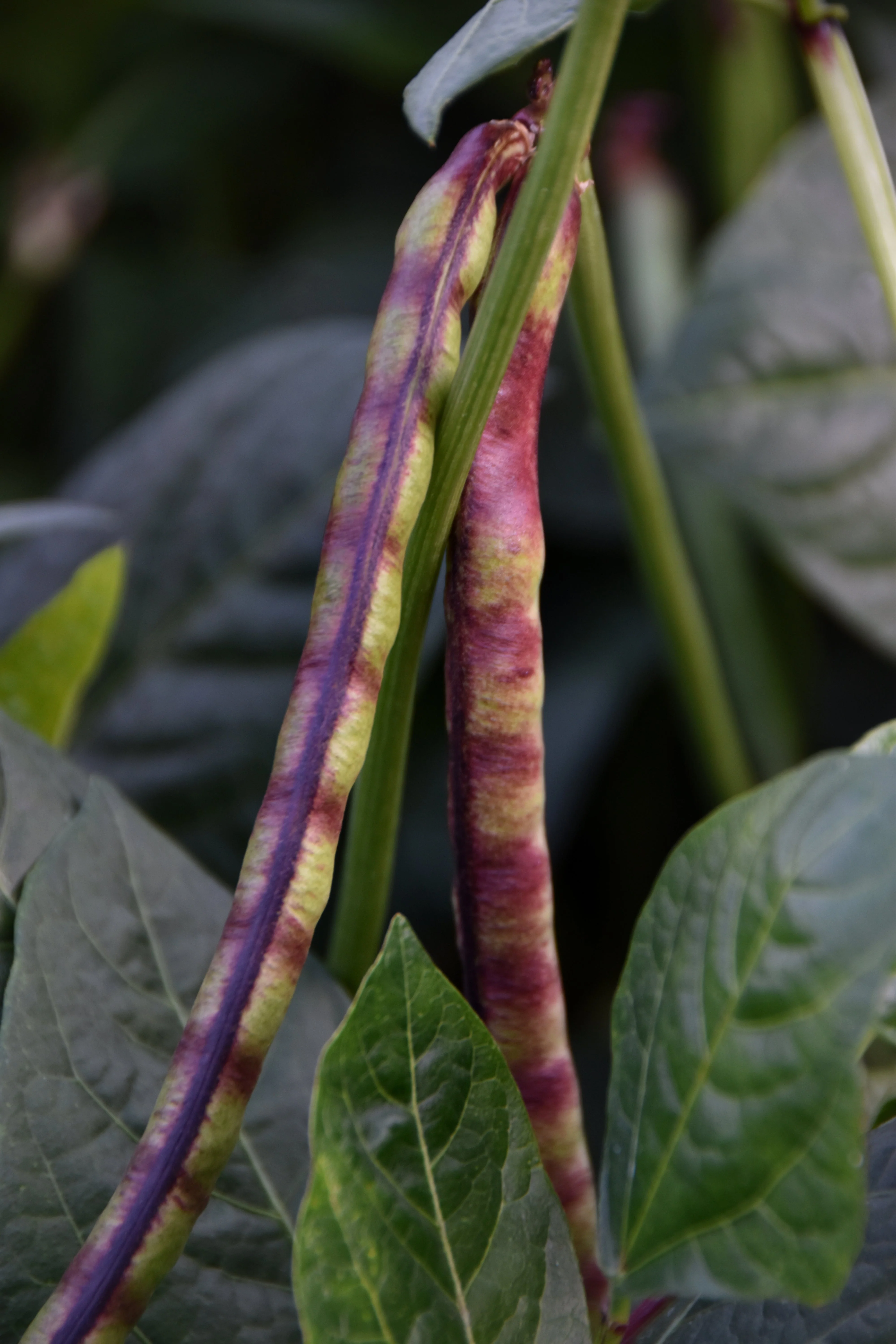 50 PURPLE PINKEYE COWPEA Southern Cow Pea Crowder Vigna Unguiculata Vegetable Legume Seeds - Image 4