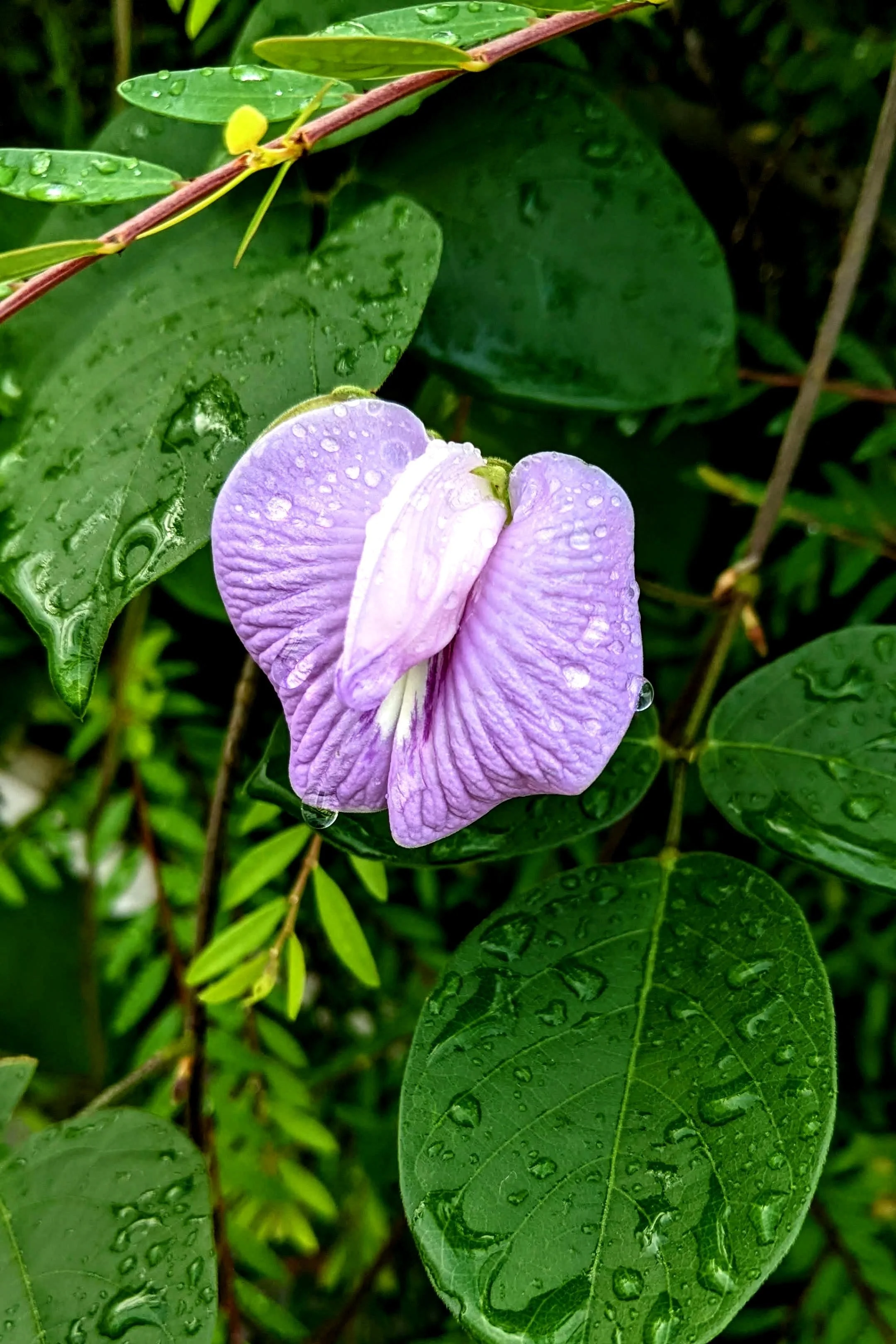 50 PURPLE PINKEYE COWPEA Southern Cow Pea Crowder Vigna Unguiculata Vegetable Legume Seeds - Image 5