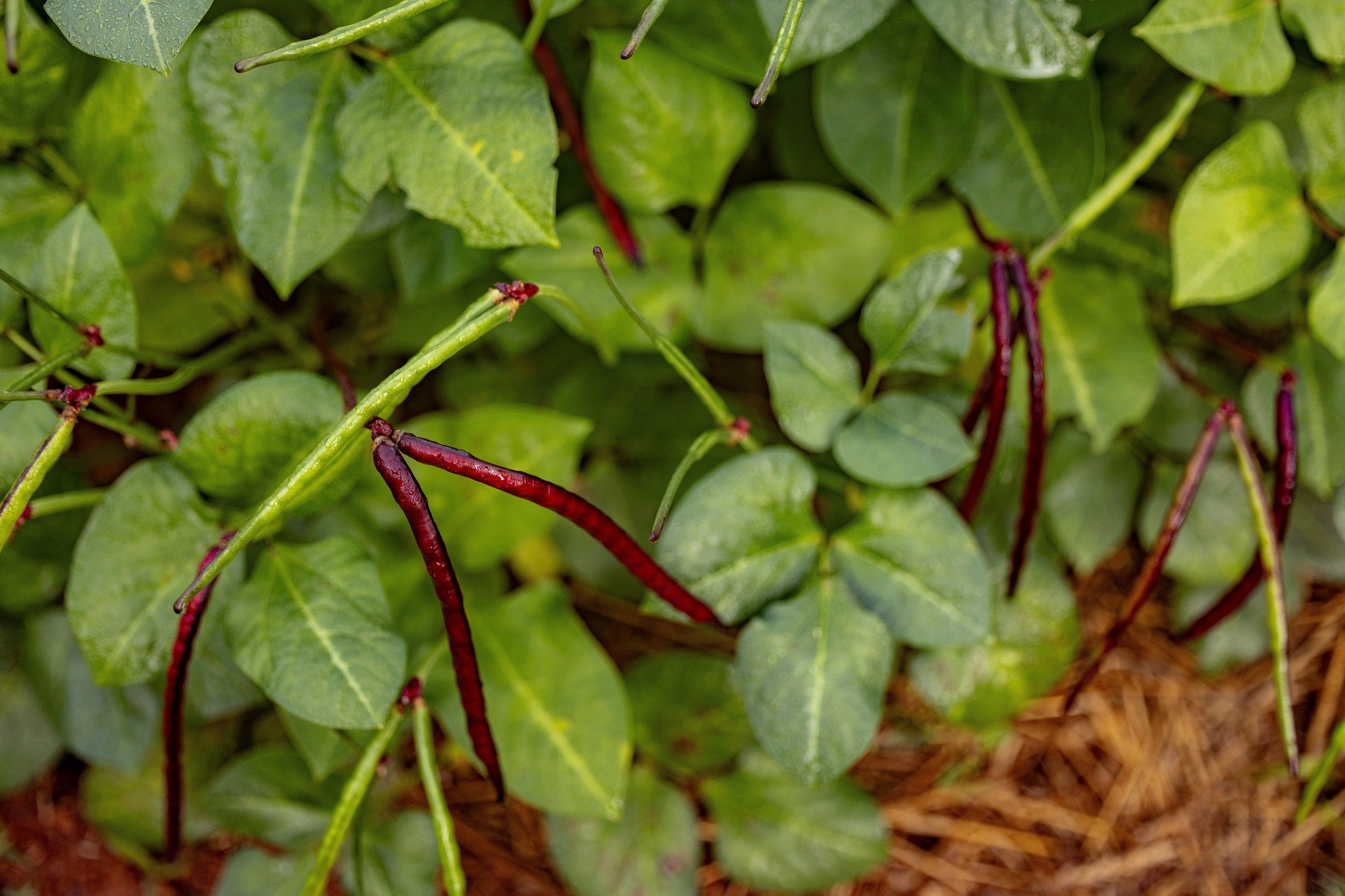 50 PURPLE PINKEYE COWPEA Southern Cow Pea Crowder Vigna Unguiculata Vegetable Legume Seeds - Image 7