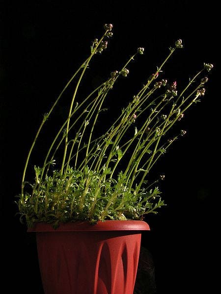 50 PURPLE ROBE SAXIFRAGA Arendsii Moss Rockfoil Evergreen Flower Seeds - Image 5