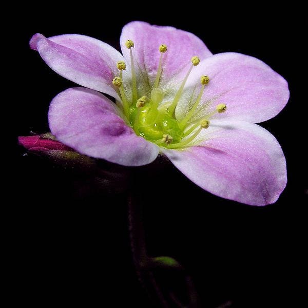 50 PURPLE ROBE SAXIFRAGA Arendsii Moss Rockfoil Evergreen Flower Seeds - Image 6