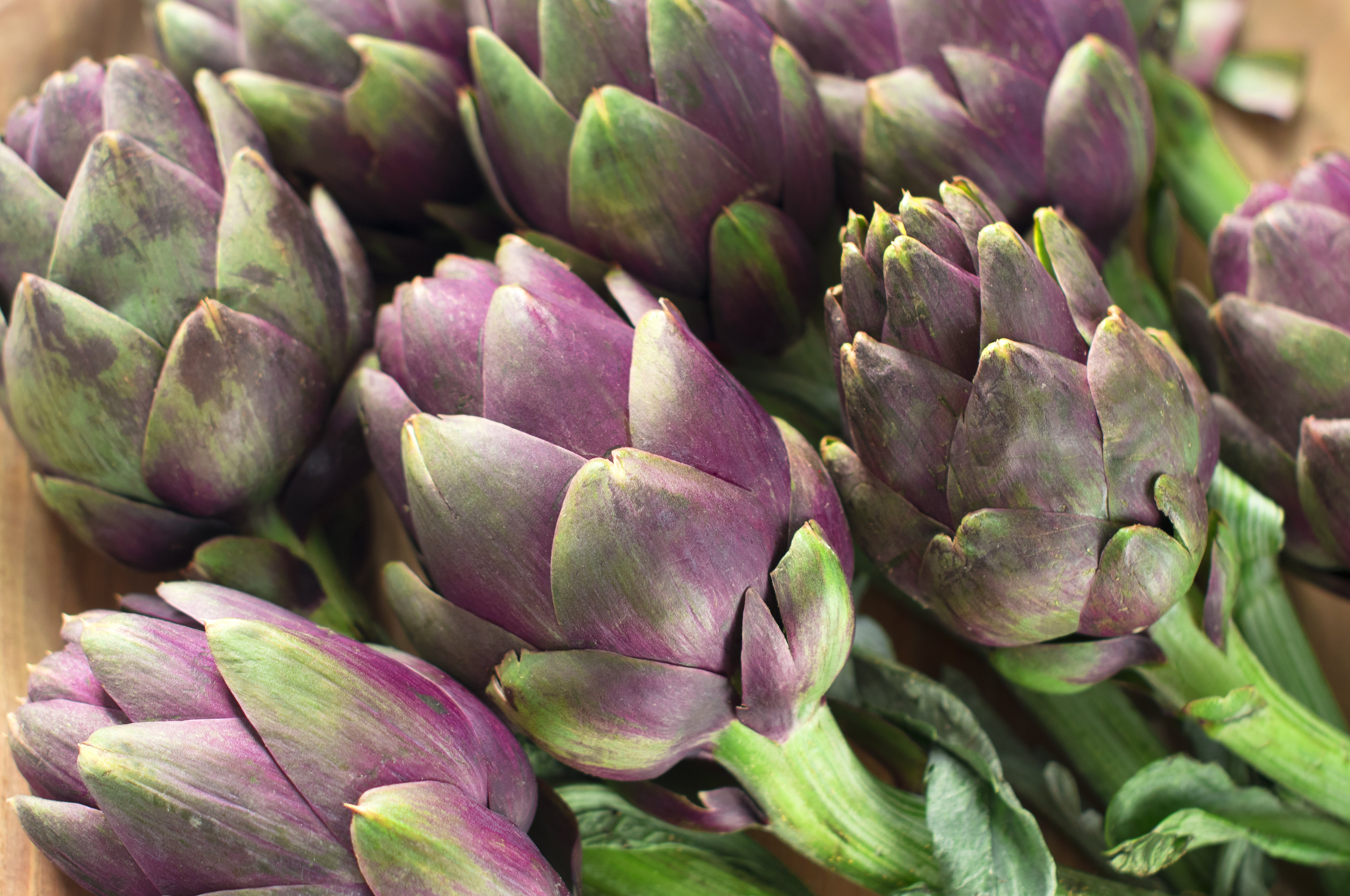 50 PURPLE ROMAGNA ARTICHOKE Italian Cynara Scolymus Flower Vegetable Seeds - Image 8
