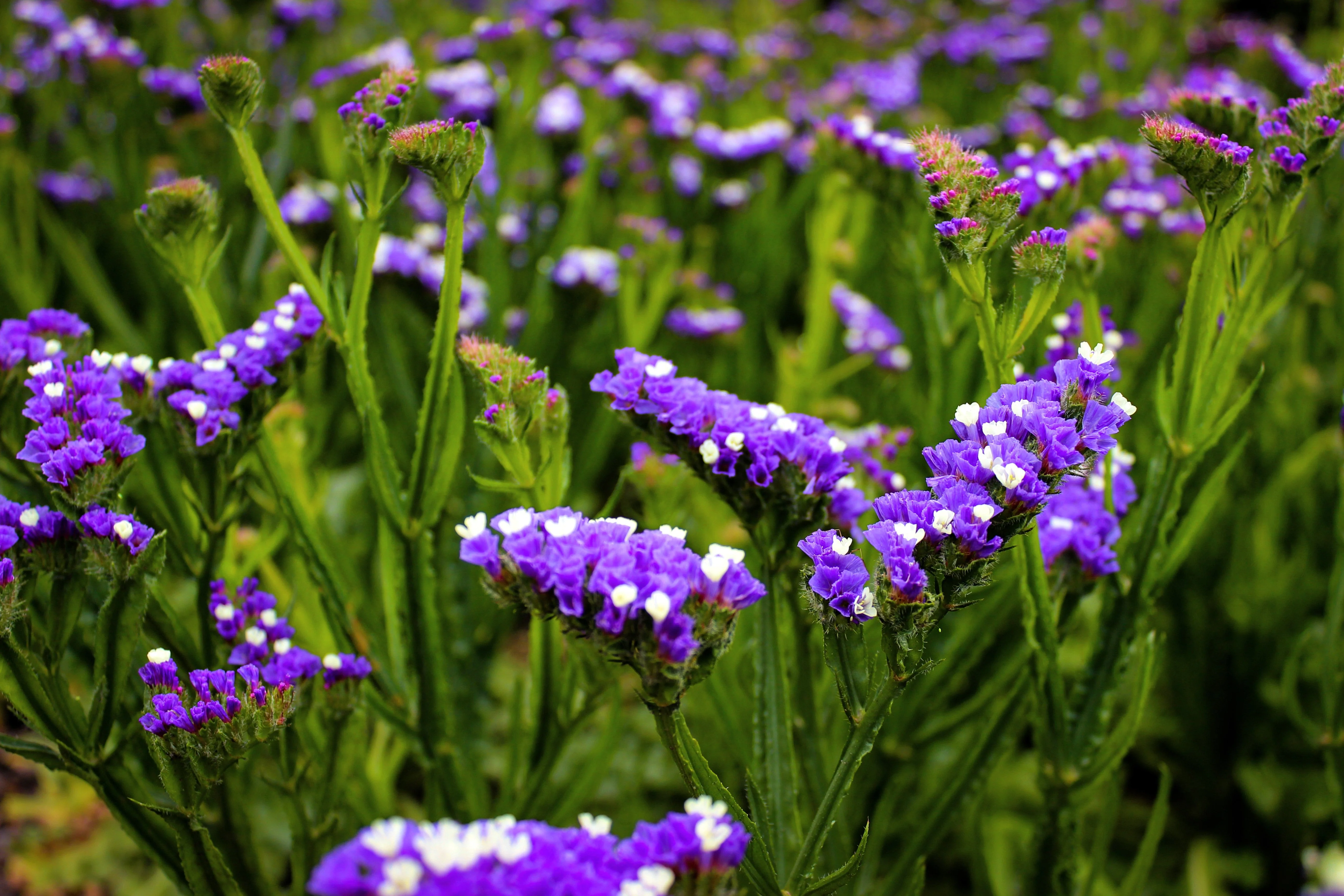 50 Purple STATICE / SEA LAVENDER Limonium Sinuatum Flower Seeds - Image 6
