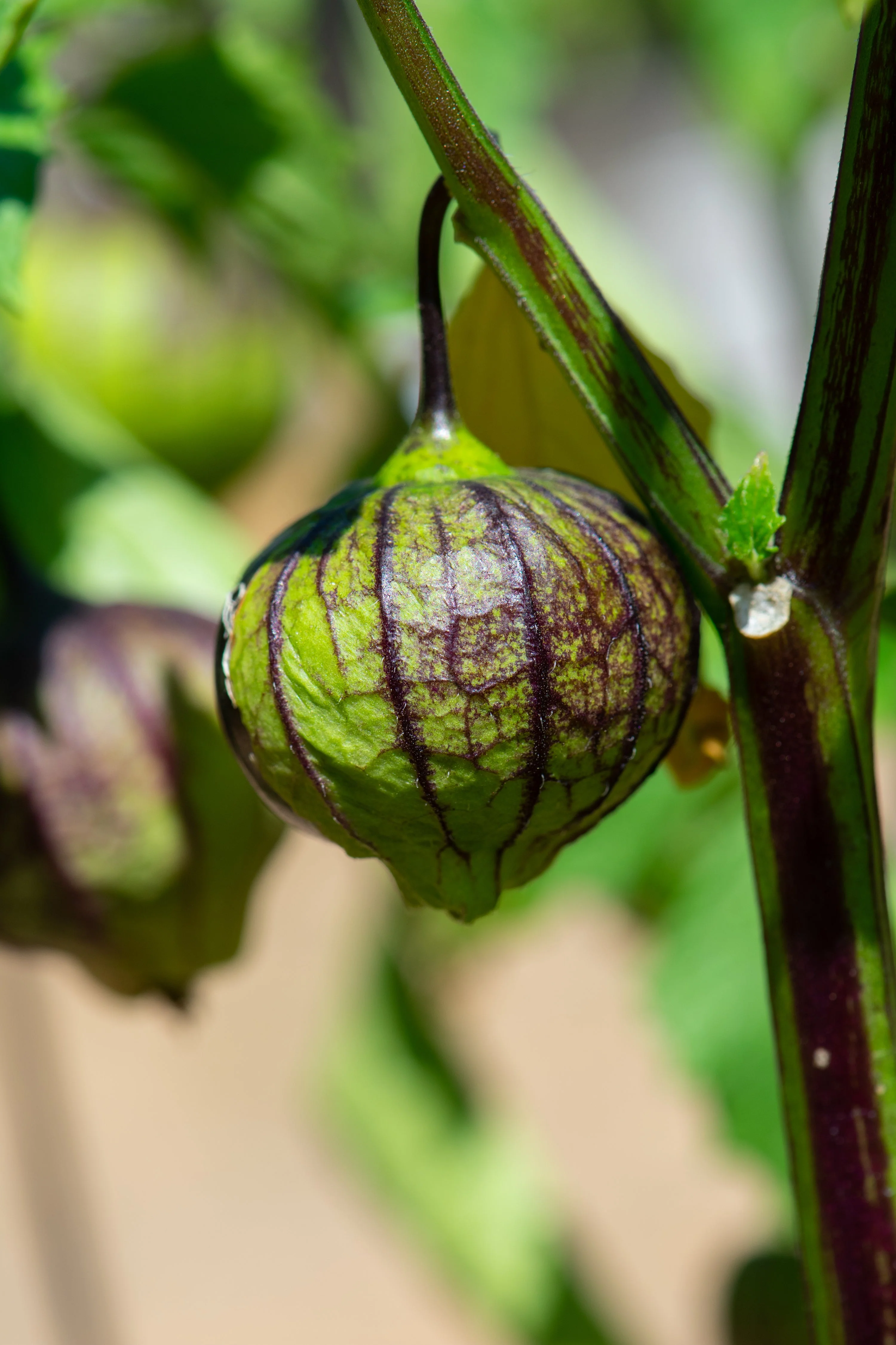 50 PURPLE TOMATILLO Husk Tomato Physalis Ixocarpa Fruit Vegetable Seeds - Image 8