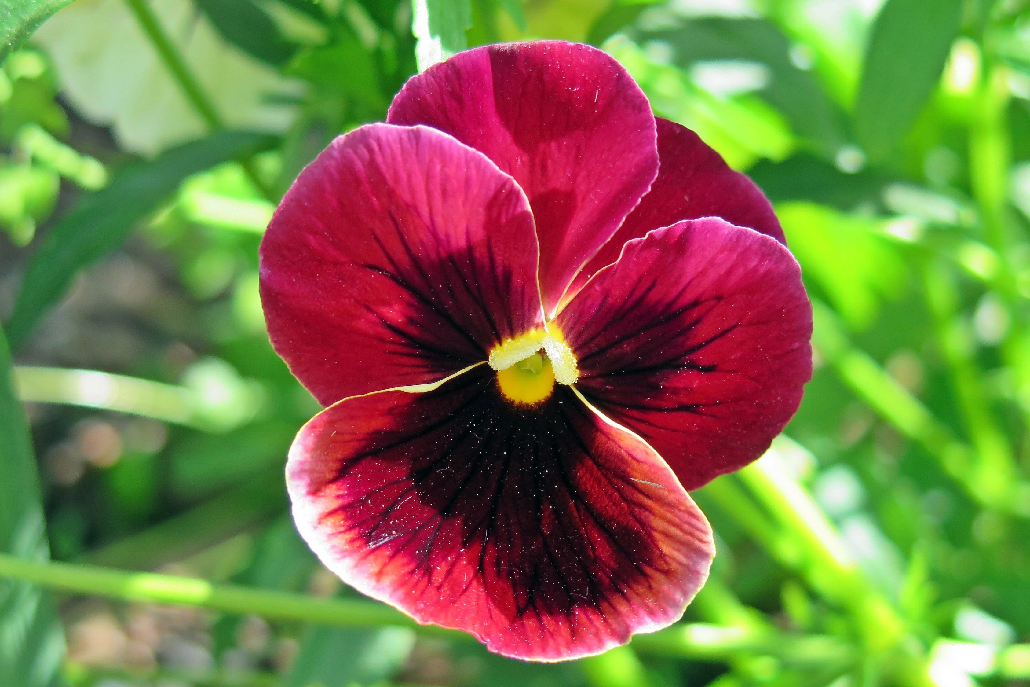 50 RASPBERRY BLOTCH PANSY Swiss Giant Viola Wittrockiana Pink Flower Seeds - Image 2