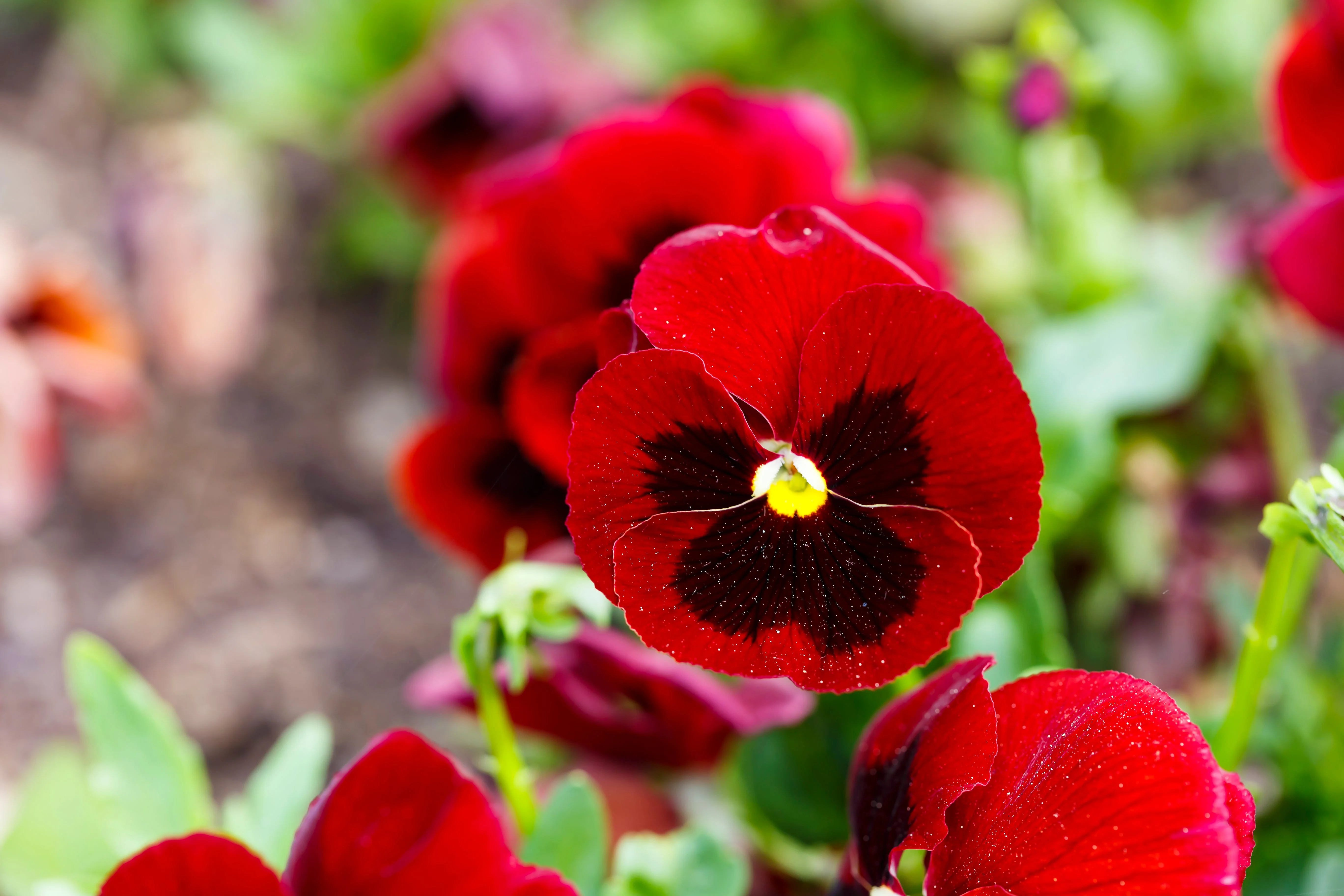 50 RED & BROWN PANSY Swiss Giant Violet Viola Wittrockiana Flower Seeds - Image 8