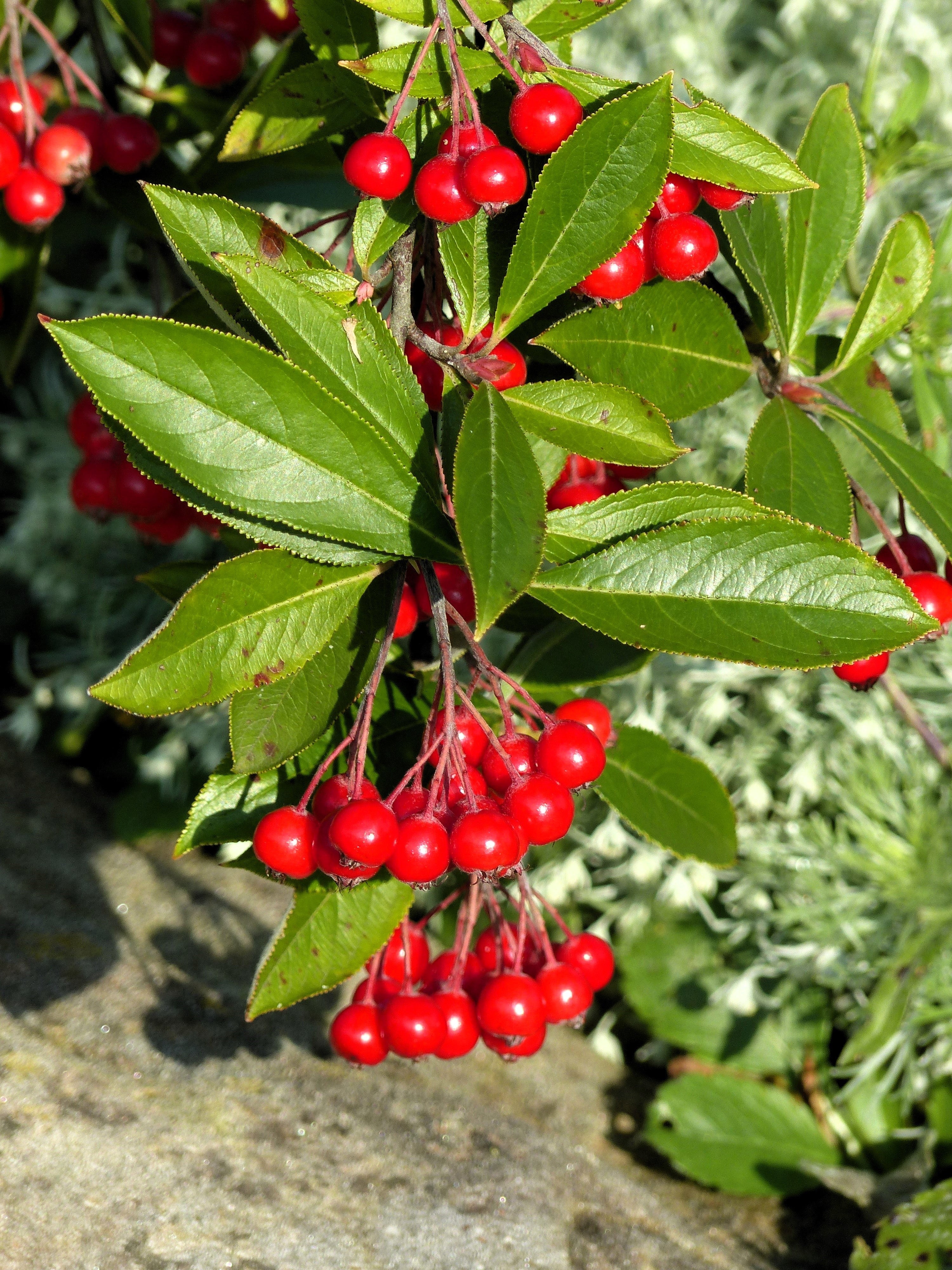 50 RED CHOKEBERRY Aronia Arbutifolia White Flower Fruit Shrub Seeds - Image 10