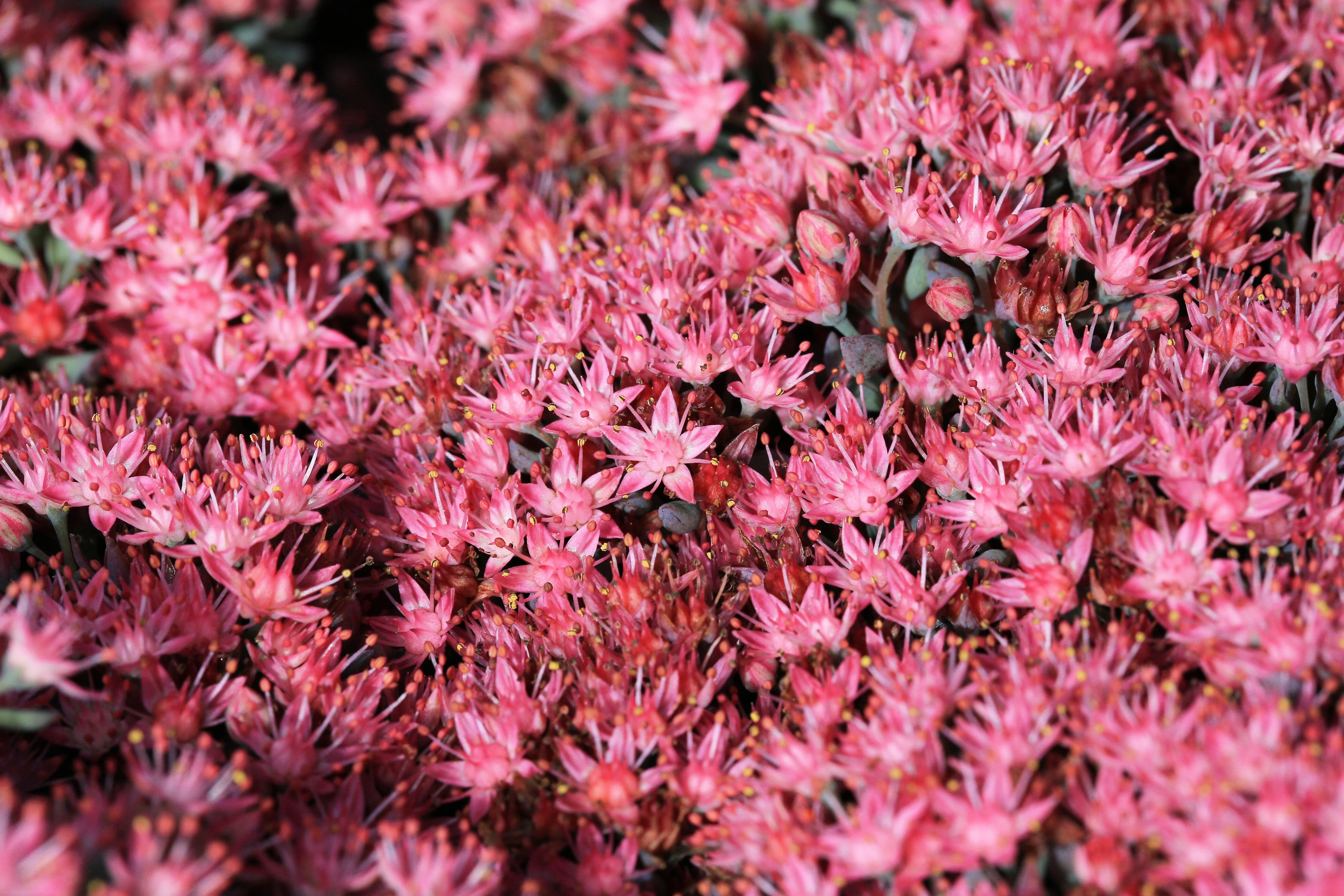 50 Red DRAGONS BLOOD SEDUM Stonecrop Sedum Spurium Flower Seeds - Image 2