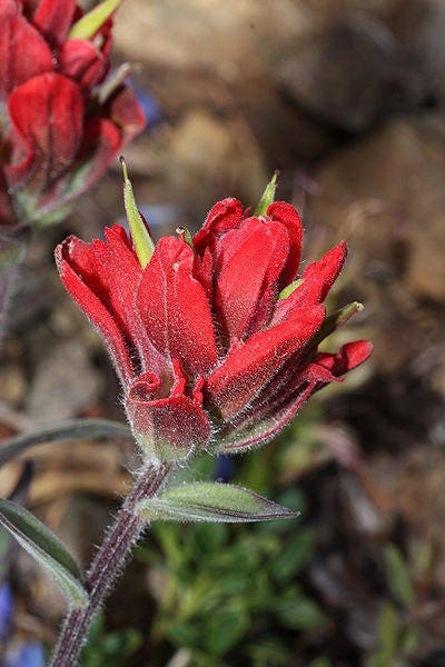 50 Red INDIAN PAINTBRUSH Castilleja Indivisa Flower Seeds - Image 2