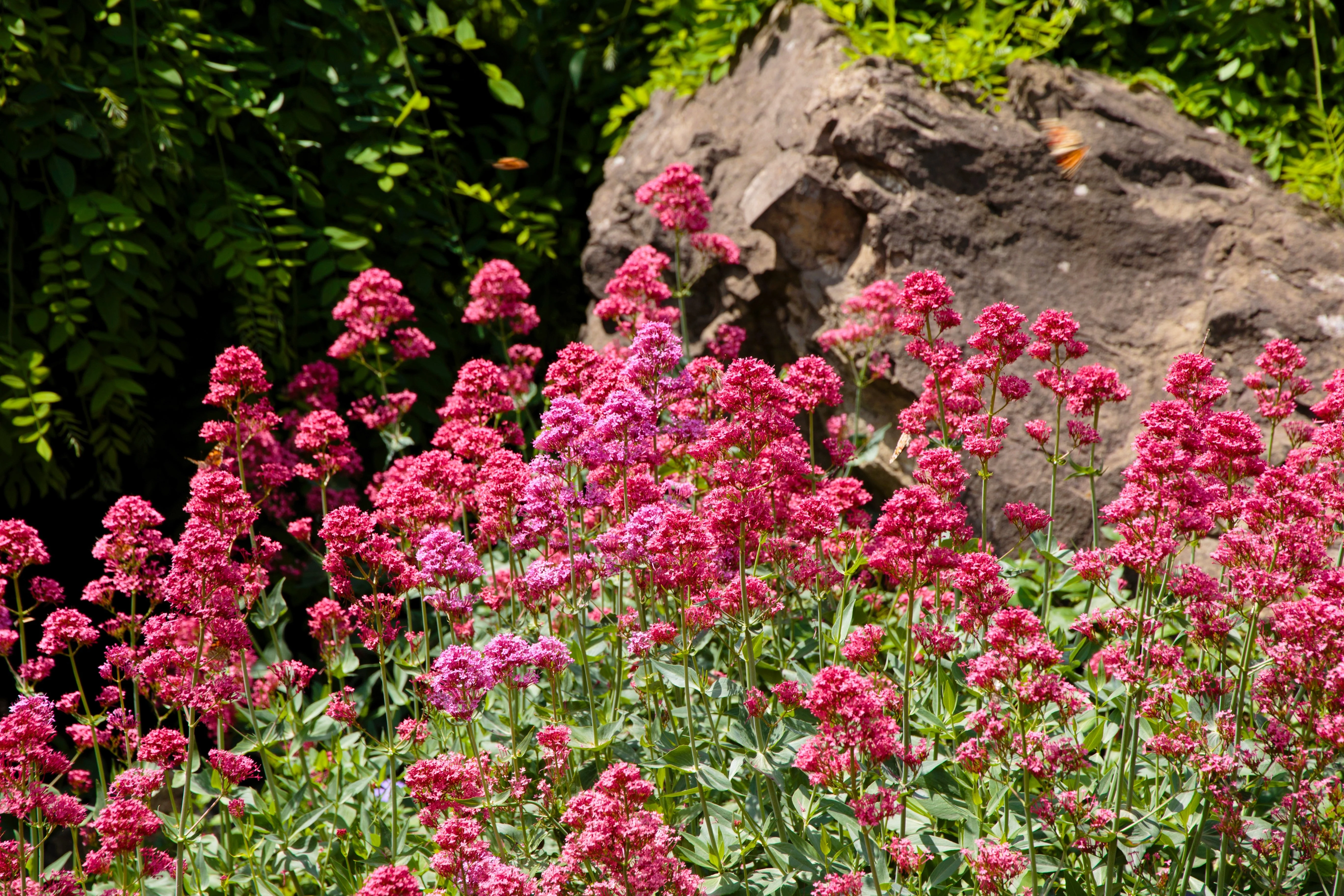 50 RED JUPITER'S BEARD Valerian Keys of Heaven Centranthus Ruber Flower Seeds - Image 3