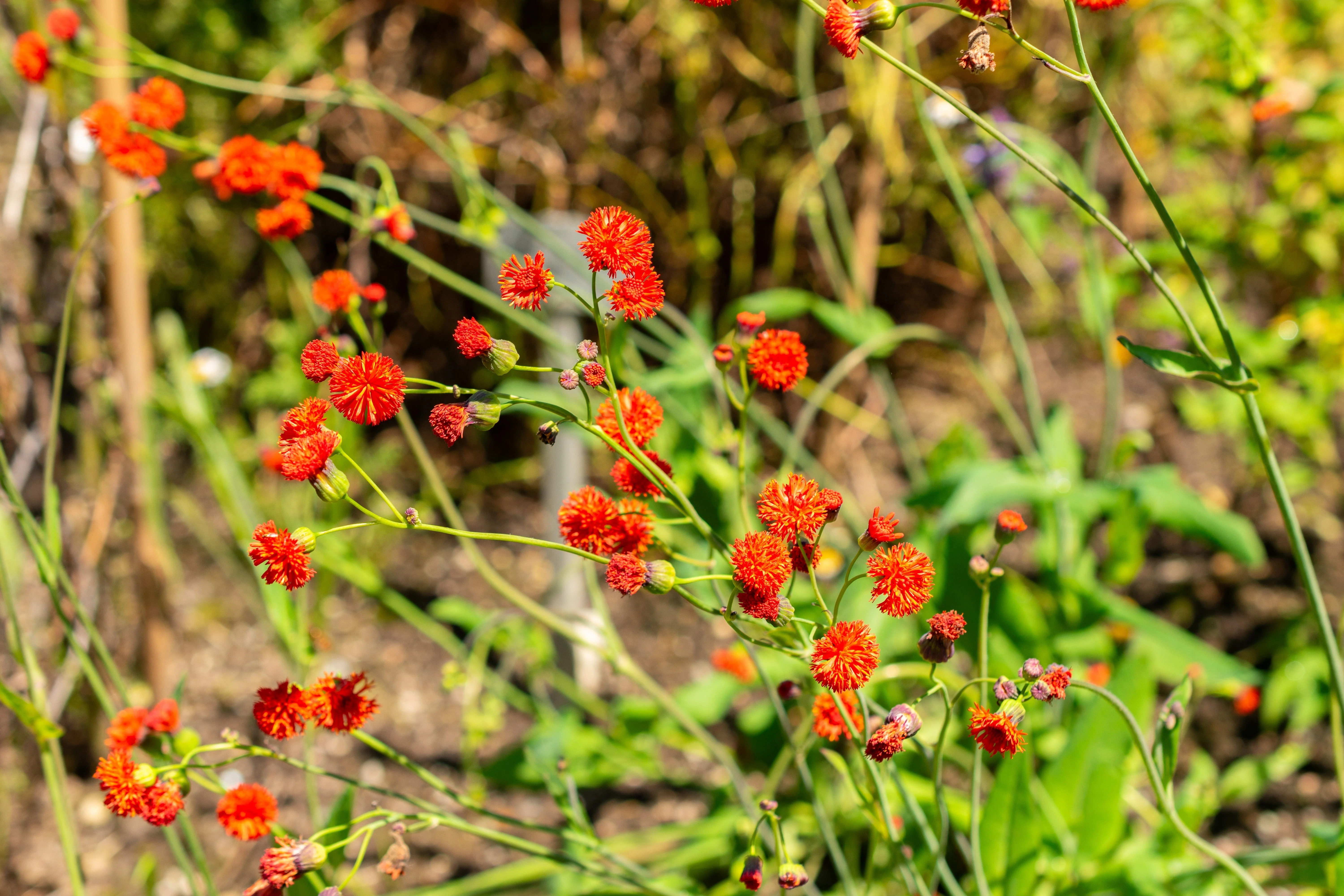 50 Red LADY'S PAINTBRUSH Tassel Flower Emilia Javanica Coccinea 'Scarlet Magic' Seeds - Image 8