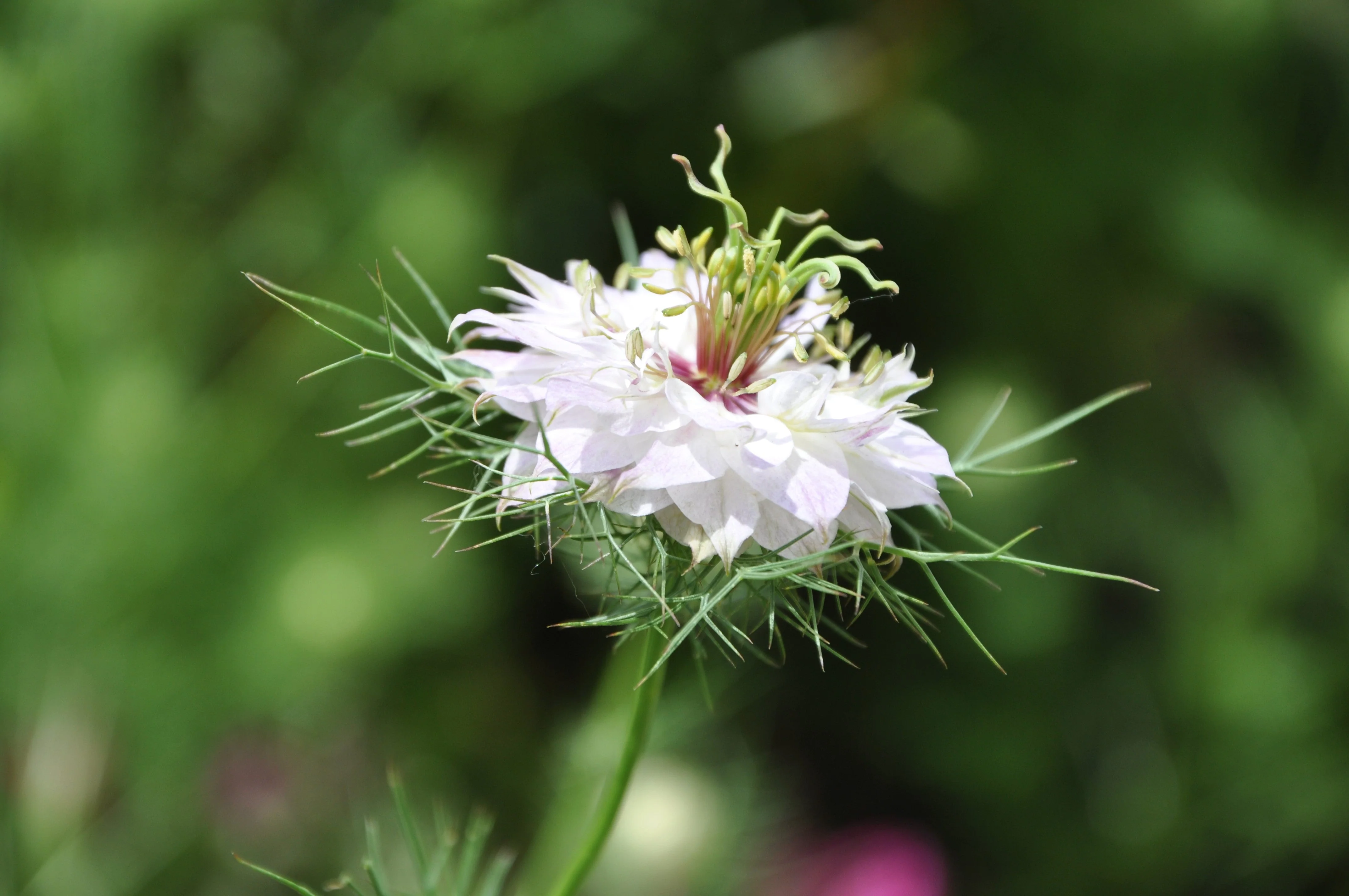 50 RED POD NIGELLA Damascena Love In A Mist aka Black Pod White Flower Seeds - Image 5
