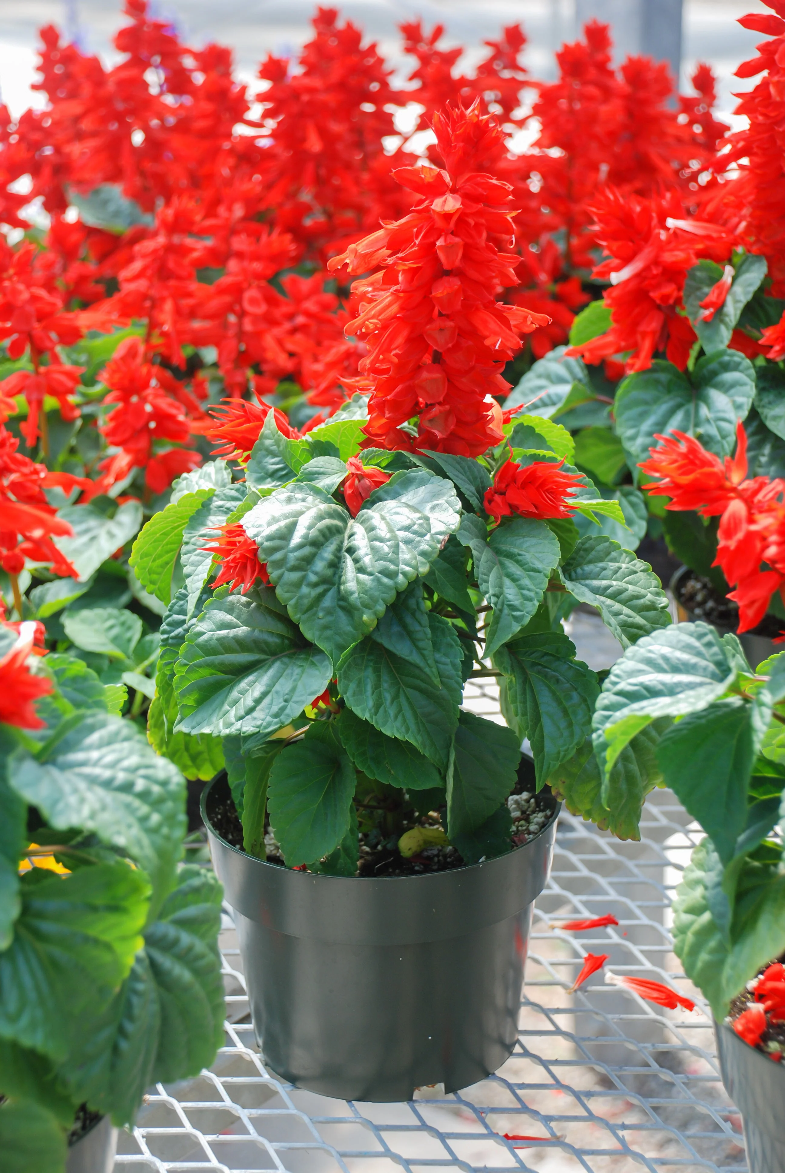 50 RED SALVIA Splendens St. John's Fire Scarlet Sage Flower Seeds - Image 10
