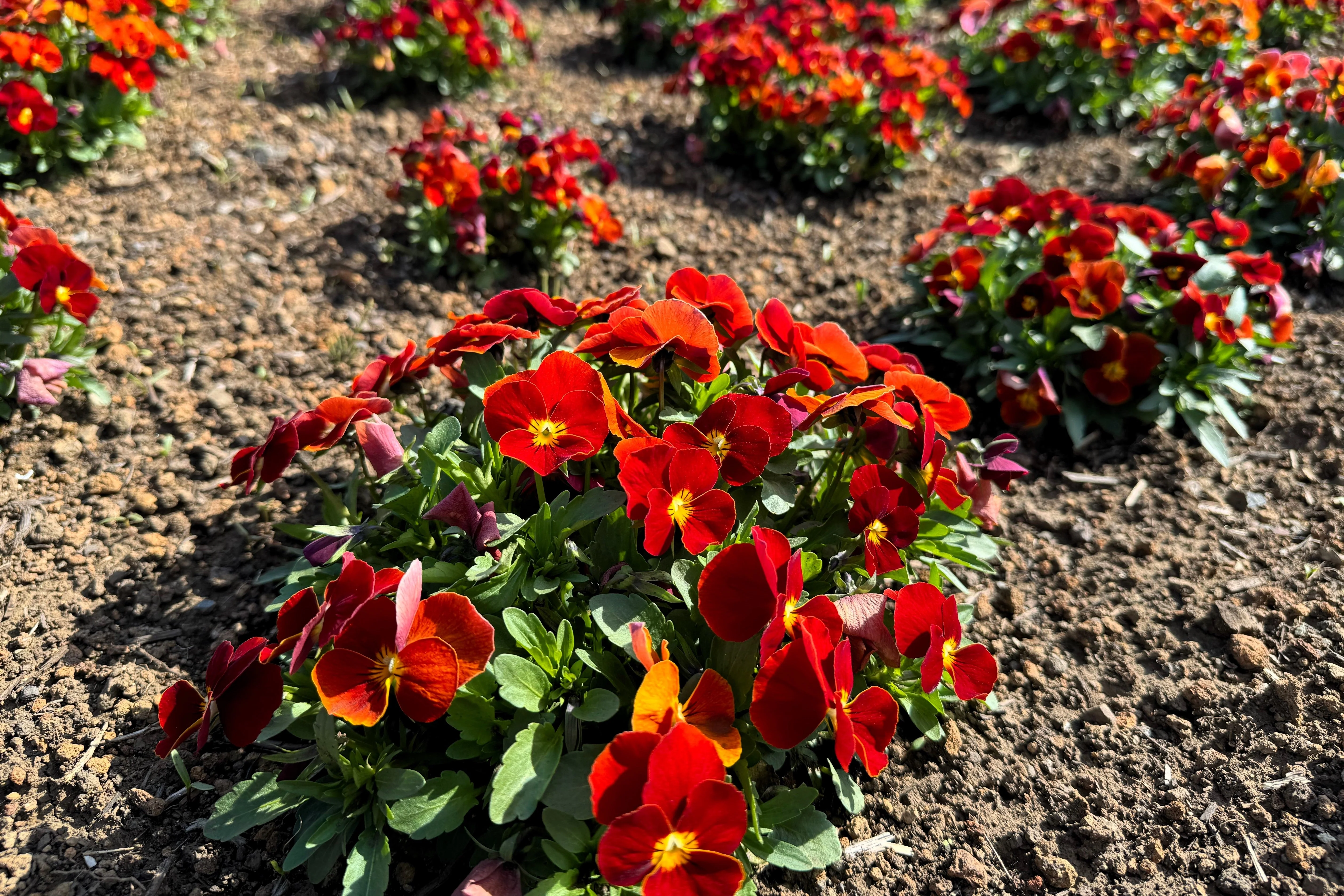 50 RED & YELLOW PANSY Violet Viola Wittrockiana Flower Seeds - Image 3