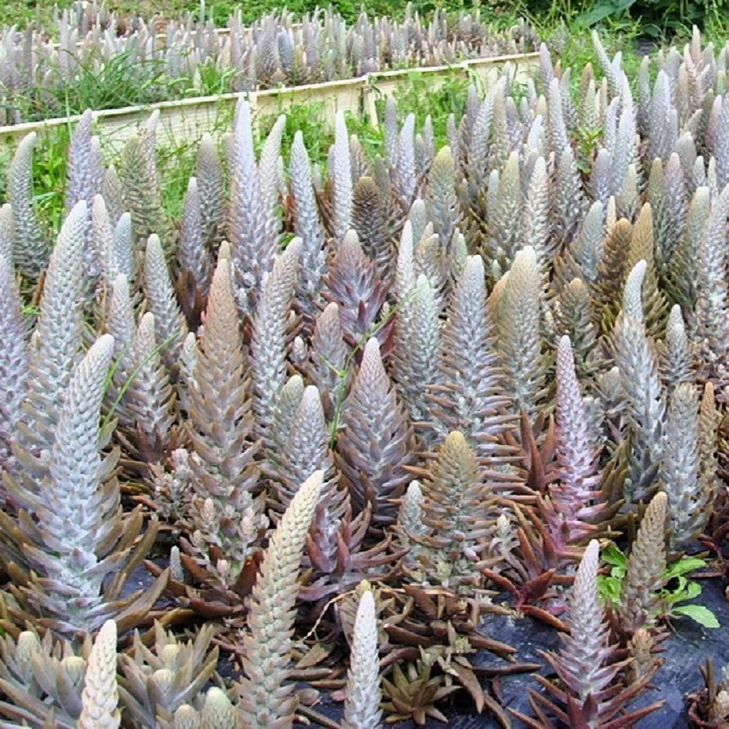 50 ROCK PINE Orostachys Japonica Multicolored Succulent Pink Flower Houseplant Seeds - Image 10