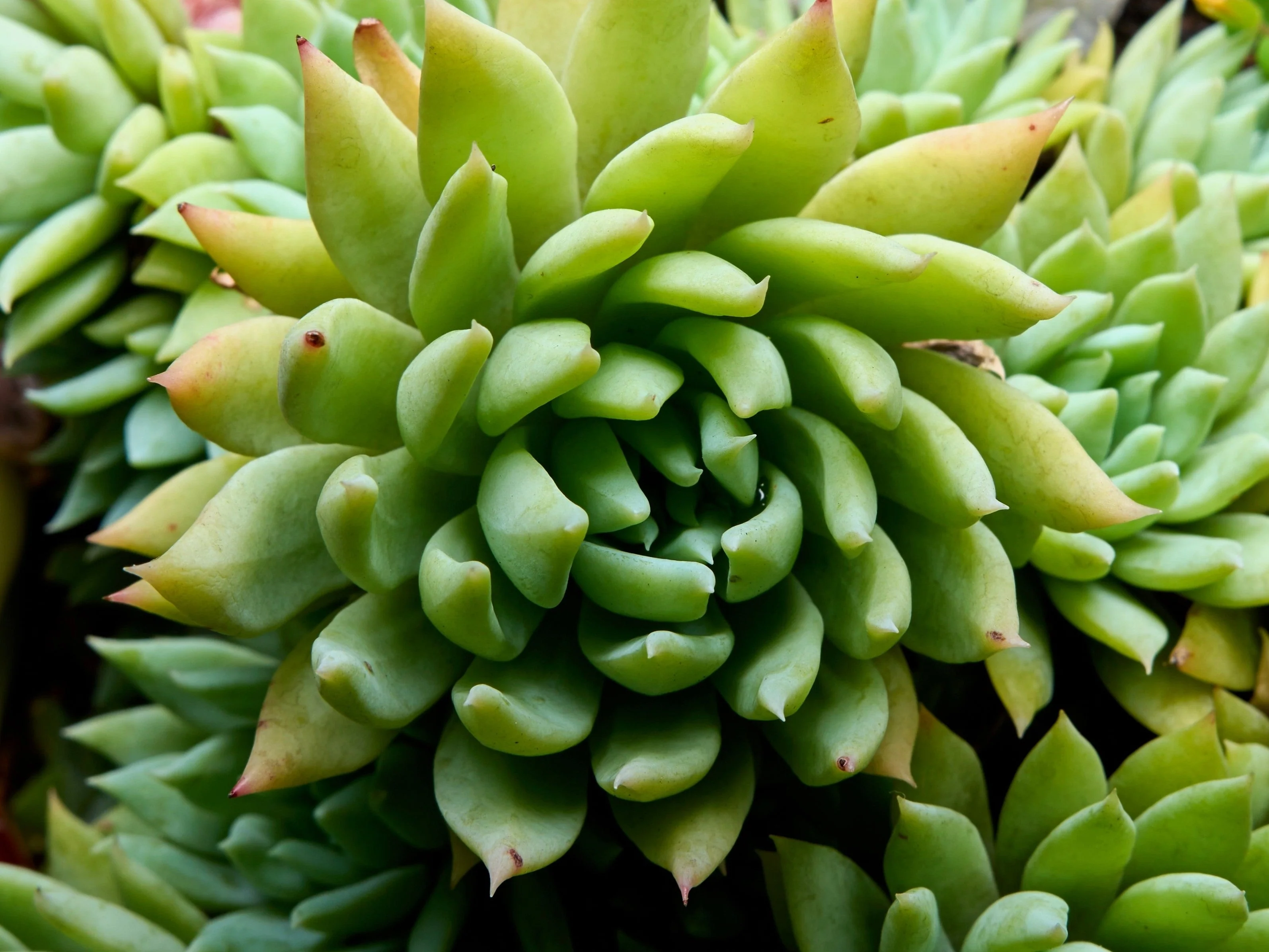 50 ROCK PINE Orostachys Japonica Multicolored Succulent Pink Flower Houseplant Seeds - Image 3