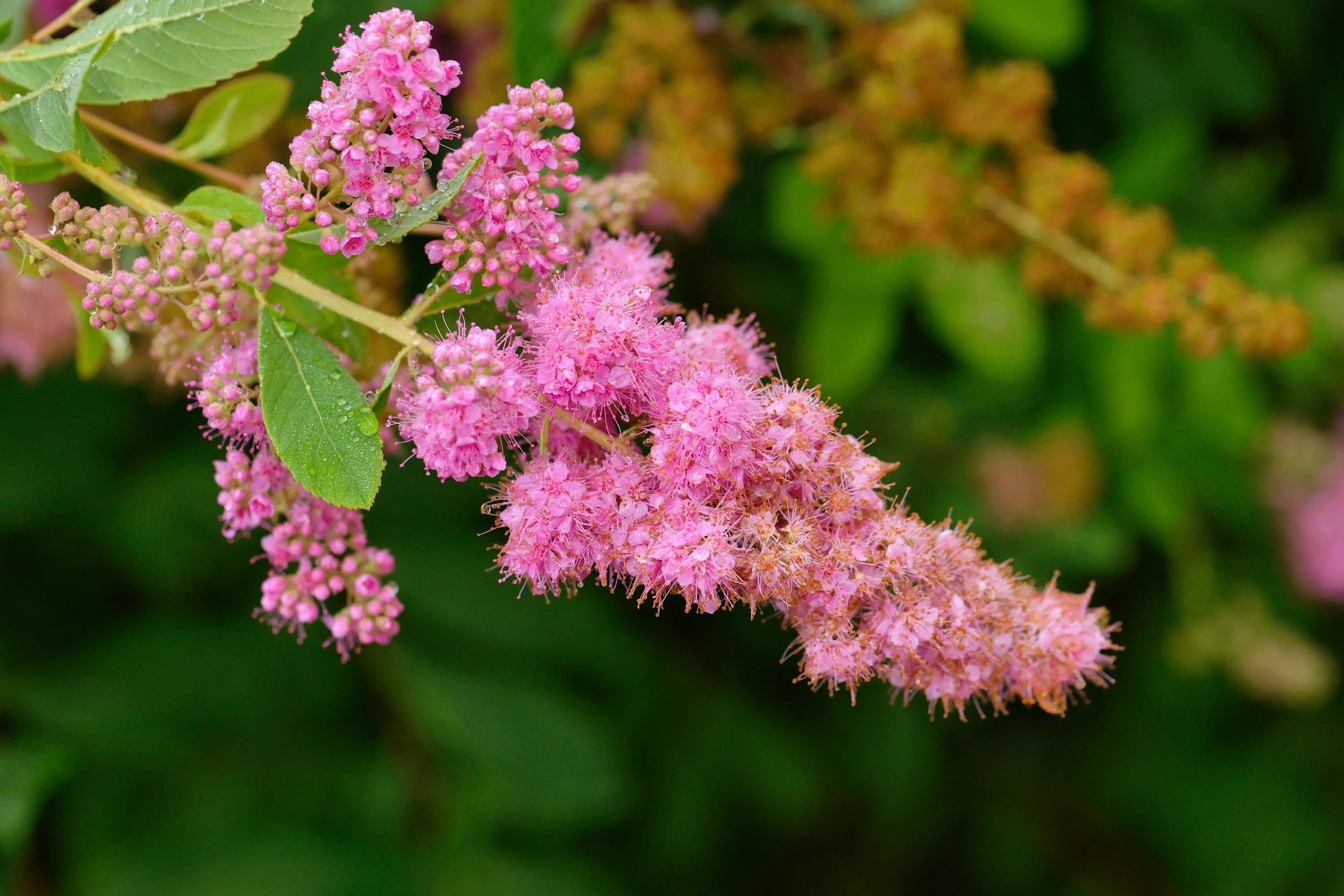 50 ROSE DOUGLAS SPIREA Pink Hardhack Steeple Bush Spiraea Douglasii Flower Shrub Seeds - Image 8