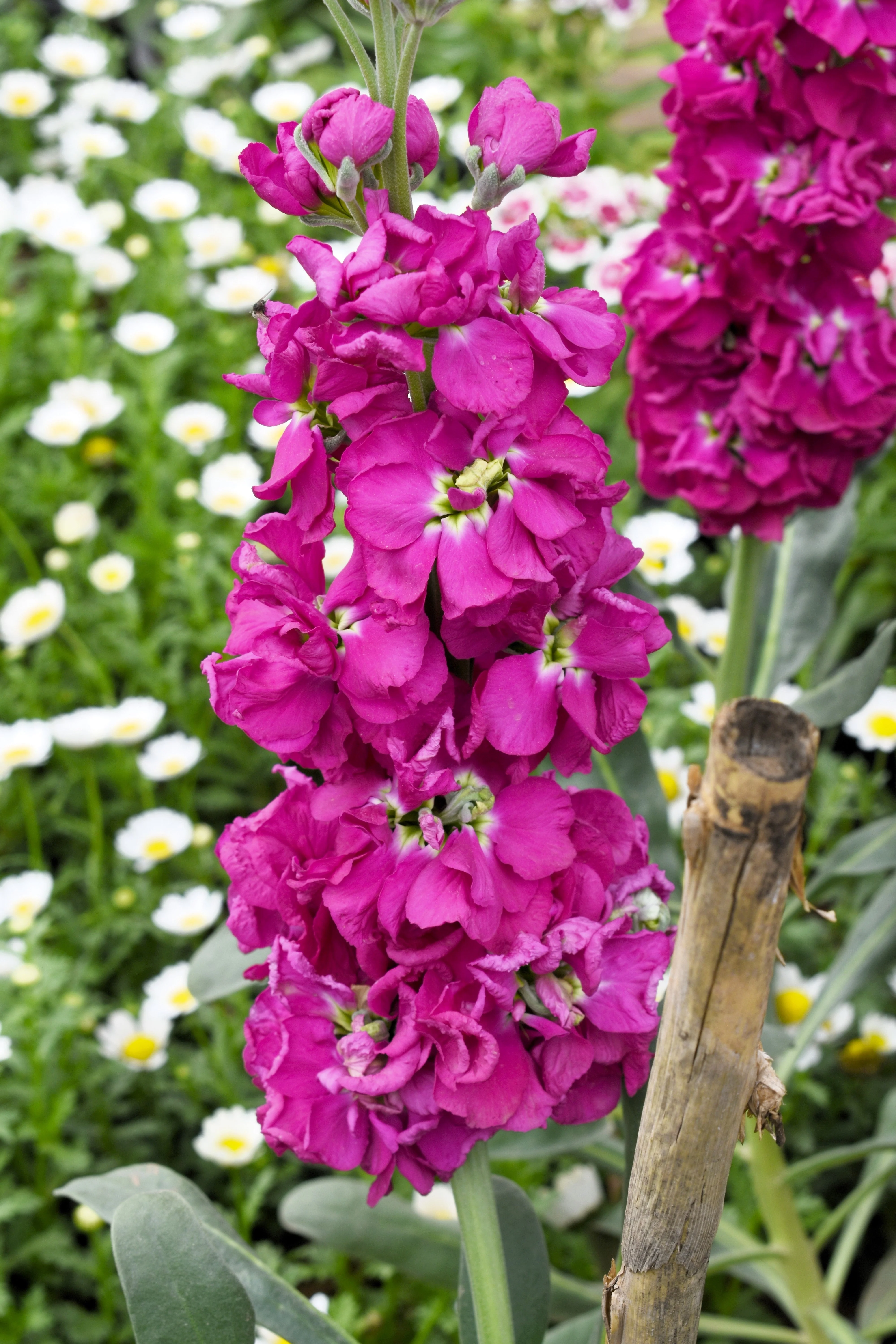 50 Rose PINK STOCK Matthiola Incana Ten-Week Gillyflower Seeds - Image 3