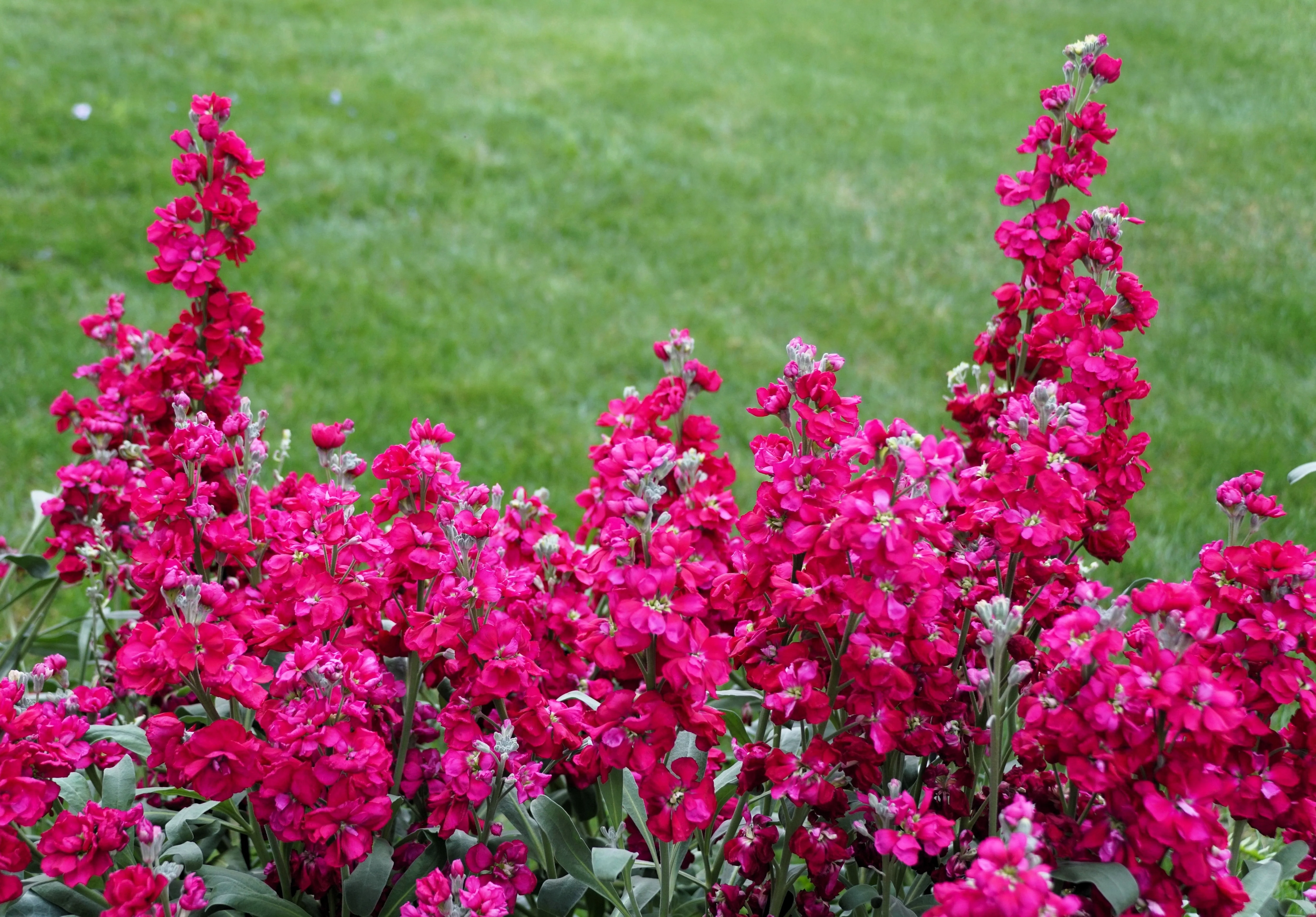 50 Rose PINK STOCK Matthiola Incana Ten-Week Gillyflower Seeds - Image 4