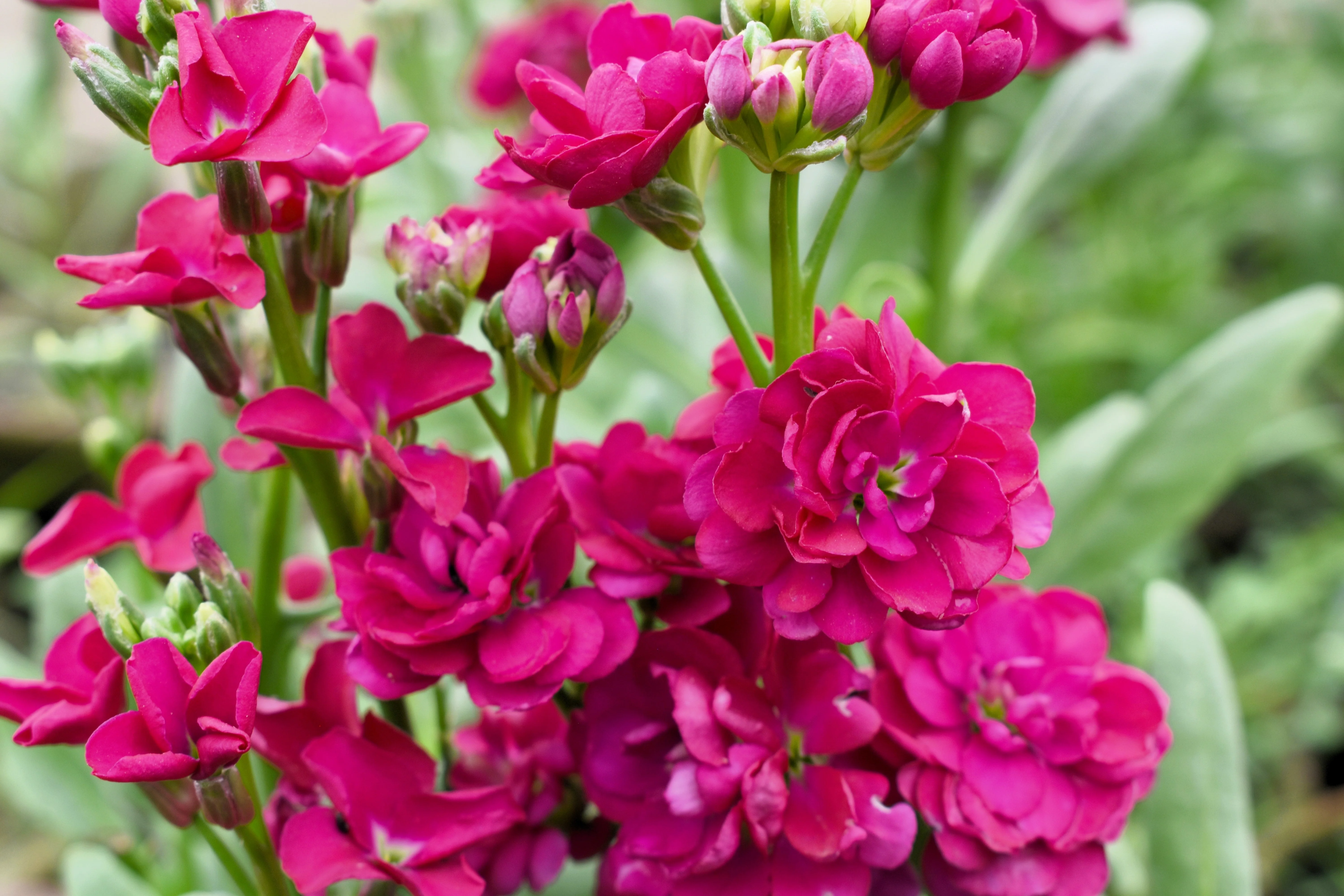 50 Rose PINK STOCK Matthiola Incana Ten-Week Gillyflower Seeds - Image 5
