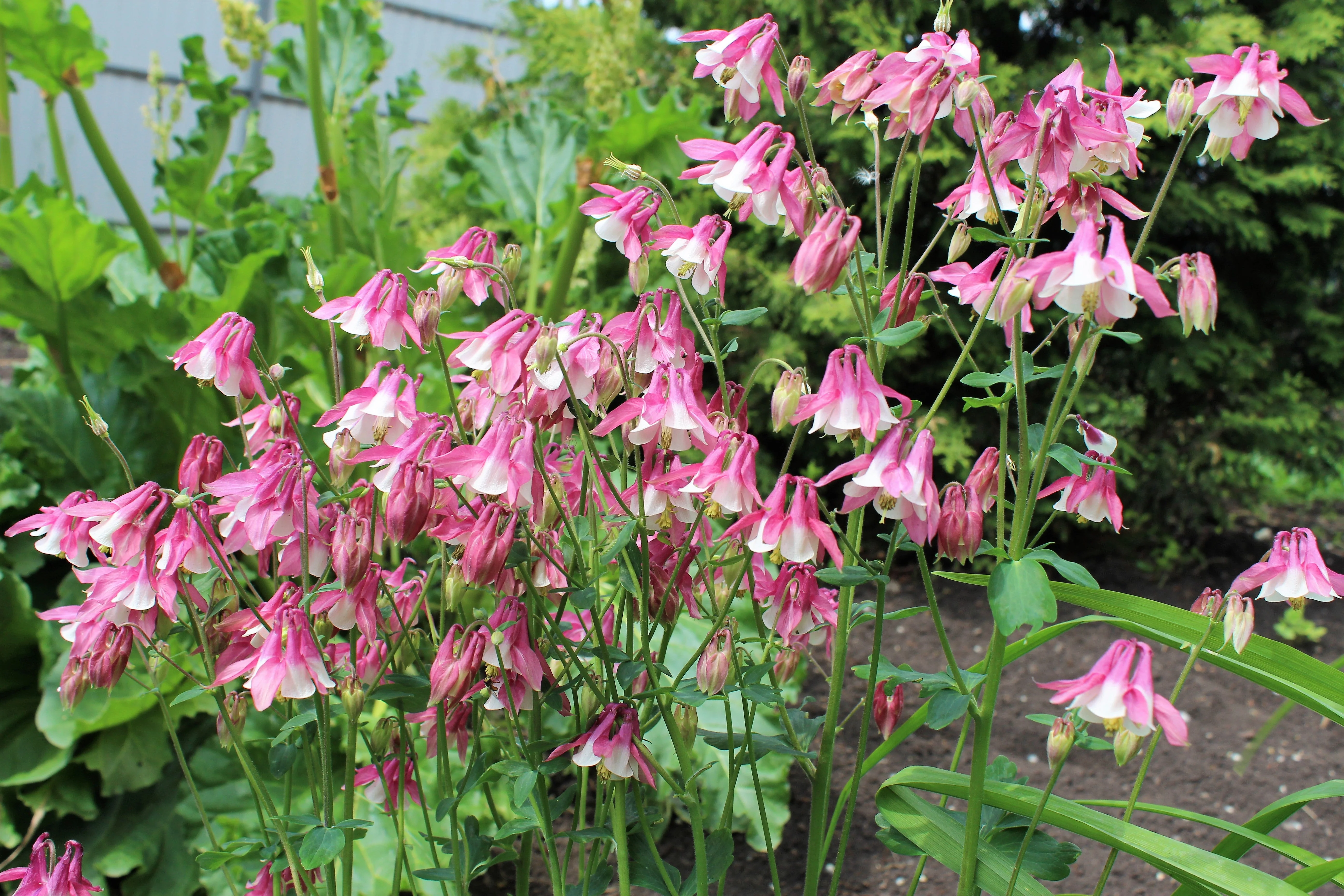 50 ROSE STAR COLUMBINE Aquilegia Caerulea Bicolor Rose Pink & White Flower Seeds - Image 4