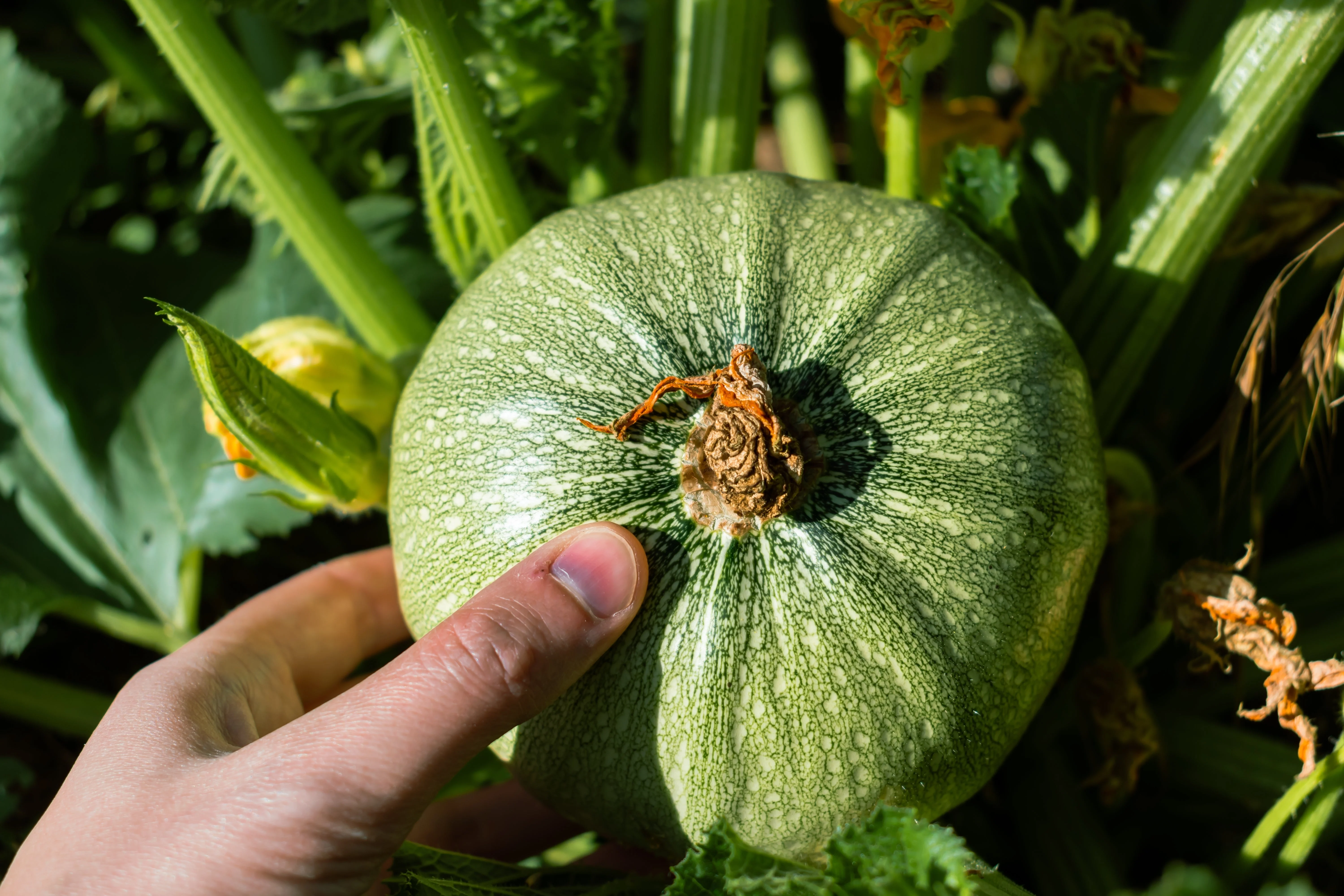 50 ROUND ZUCCHINI Summer SQUASH Cucurbita Pepo Vegetable Seeds - Image 6