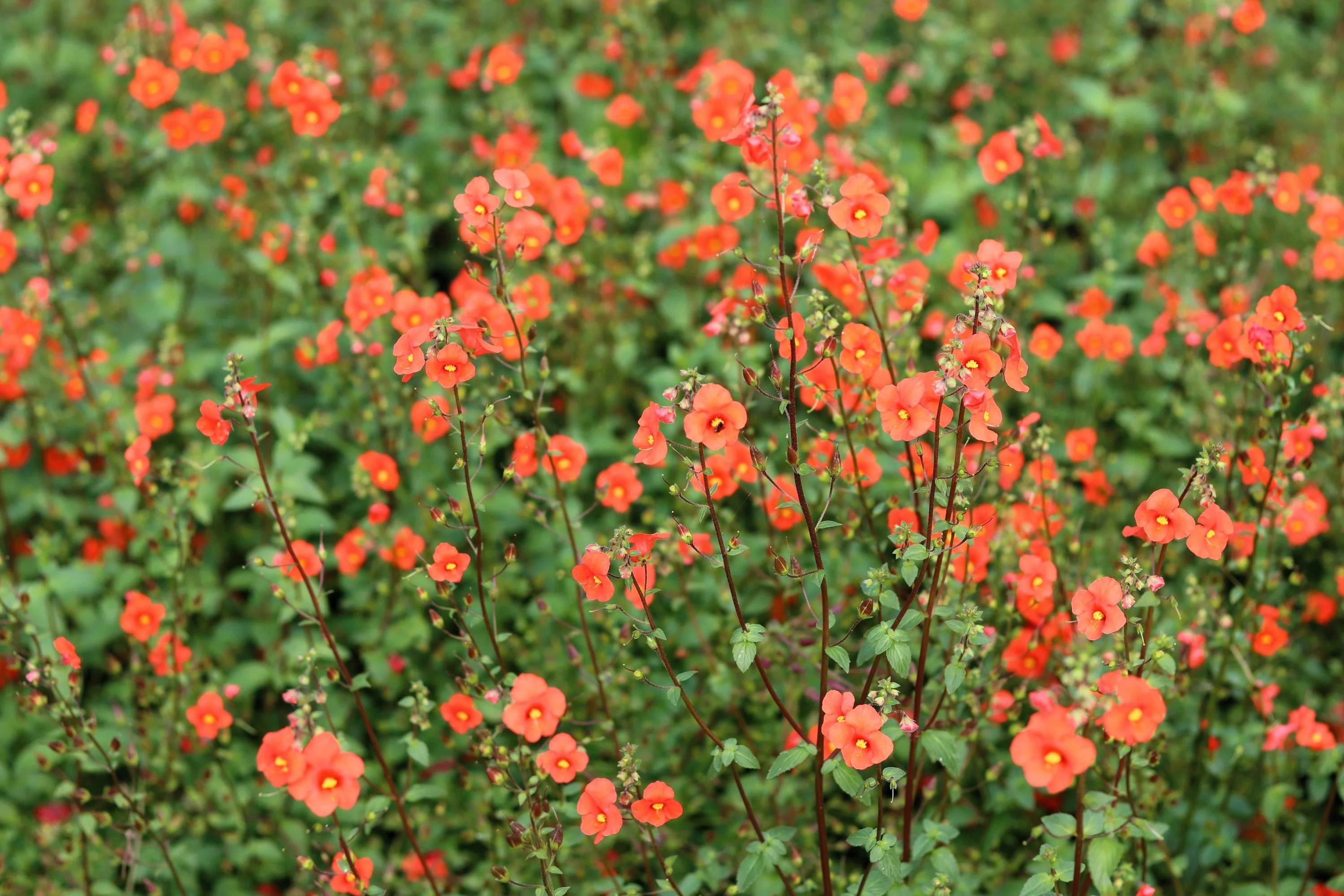 50 SCARLET MASK FLOWER Hummingbird Plant Red Alonsoa Warscewiczii Seeds - Image 4