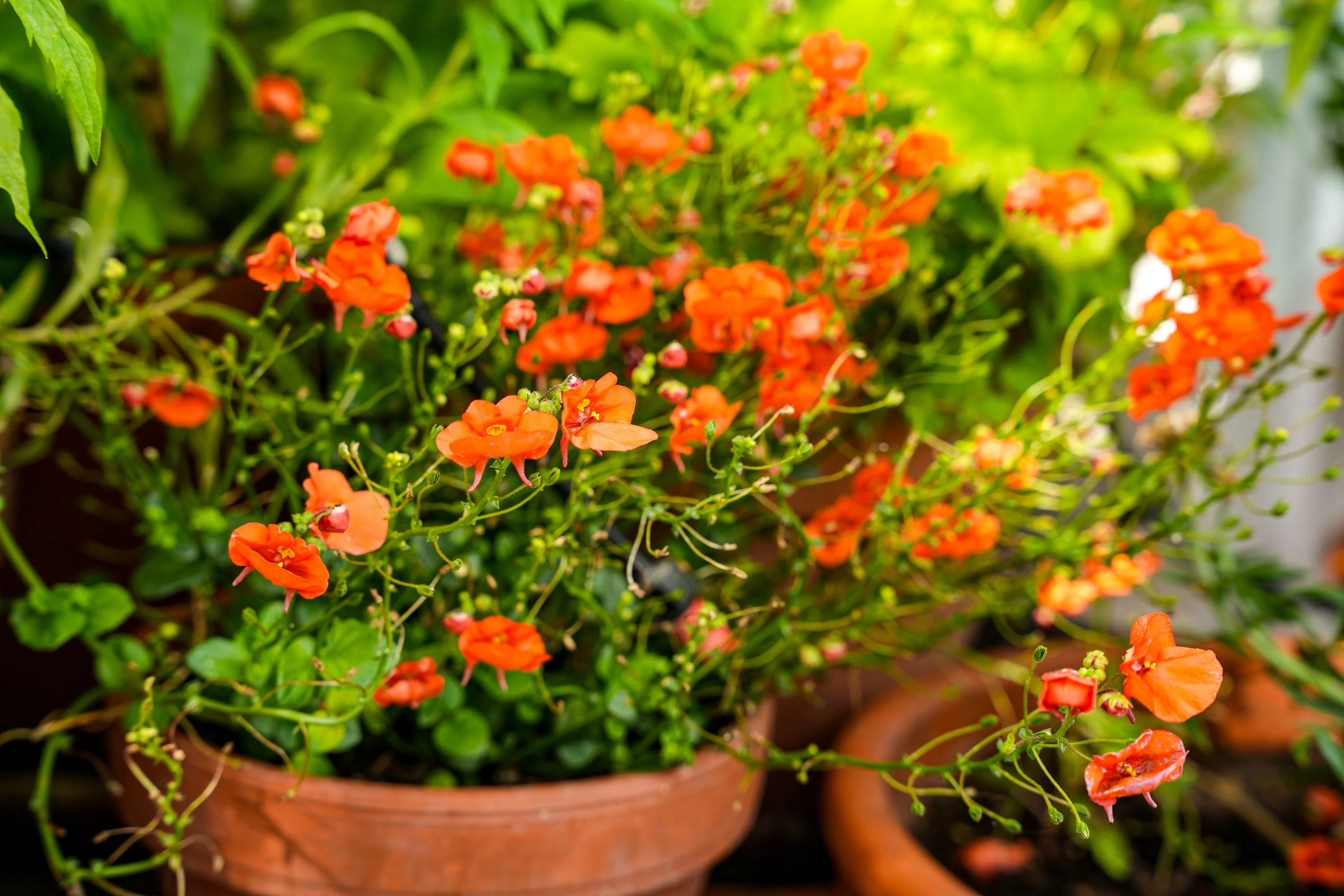 50 SCARLET MASK FLOWER Hummingbird Plant Red Alonsoa Warscewiczii Seeds - Image 5