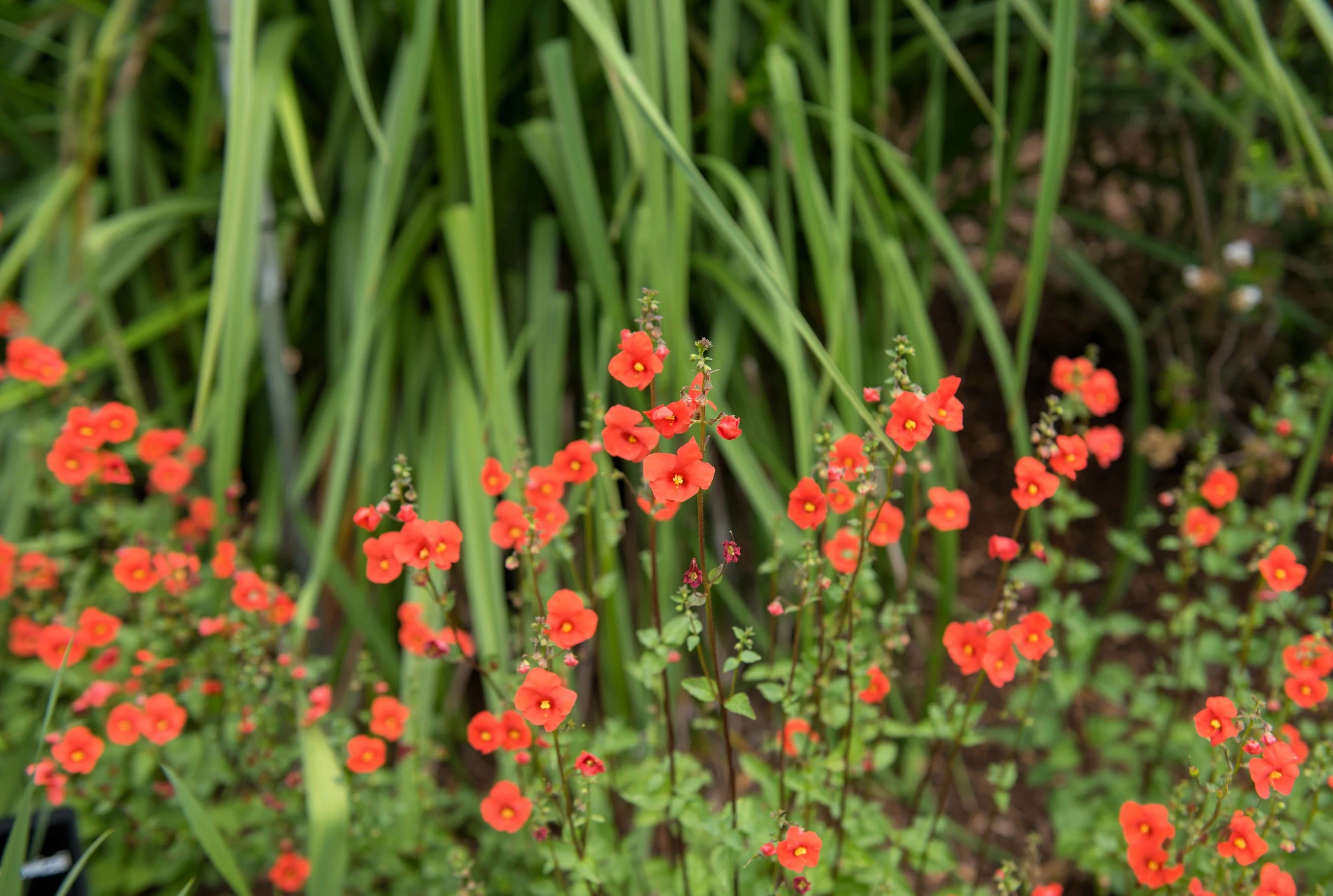 50 SCARLET MASK FLOWER Hummingbird Plant Red Alonsoa Warscewiczii Seeds - Image 6