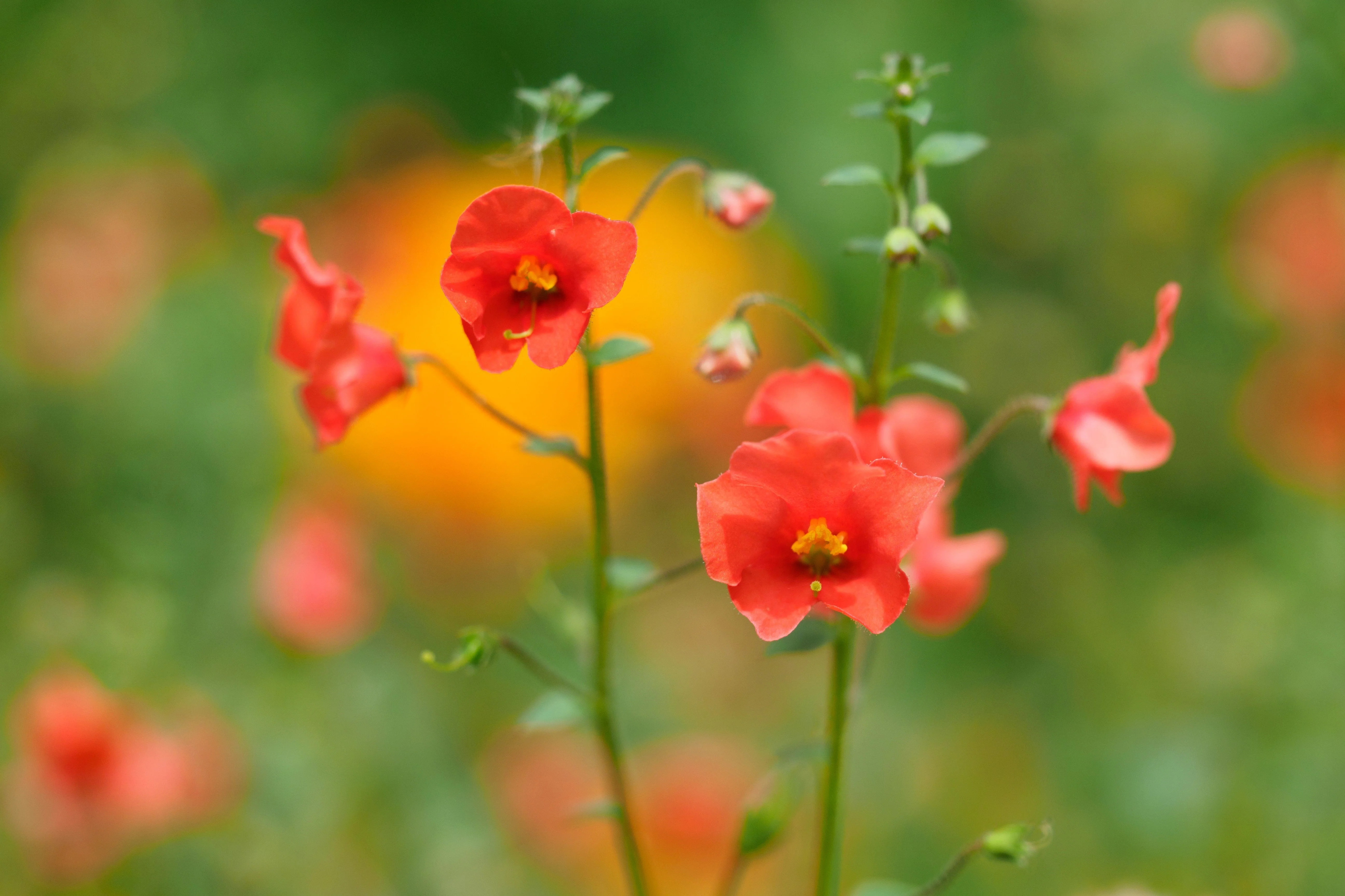 50 SCARLET MASK FLOWER Hummingbird Plant Red Alonsoa Warscewiczii Seeds - Image 7